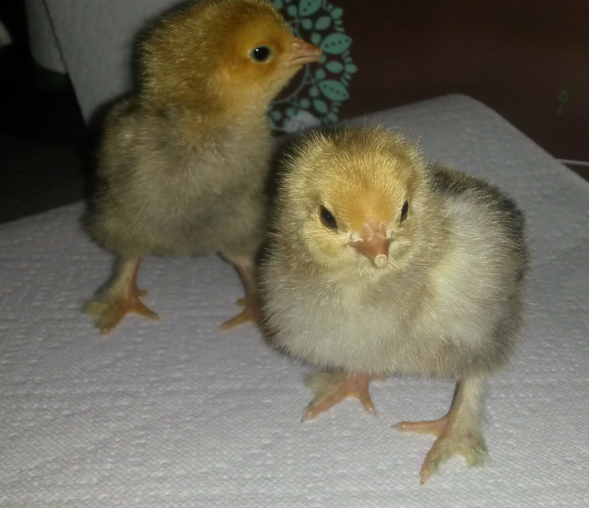 2-3 days old.