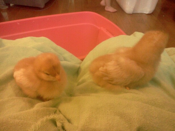 2/4 of the yellow chicks. I'm told they are ISA and they are a bit tan on the edges. The one on the right is the largest chick and the left is the size of the others.