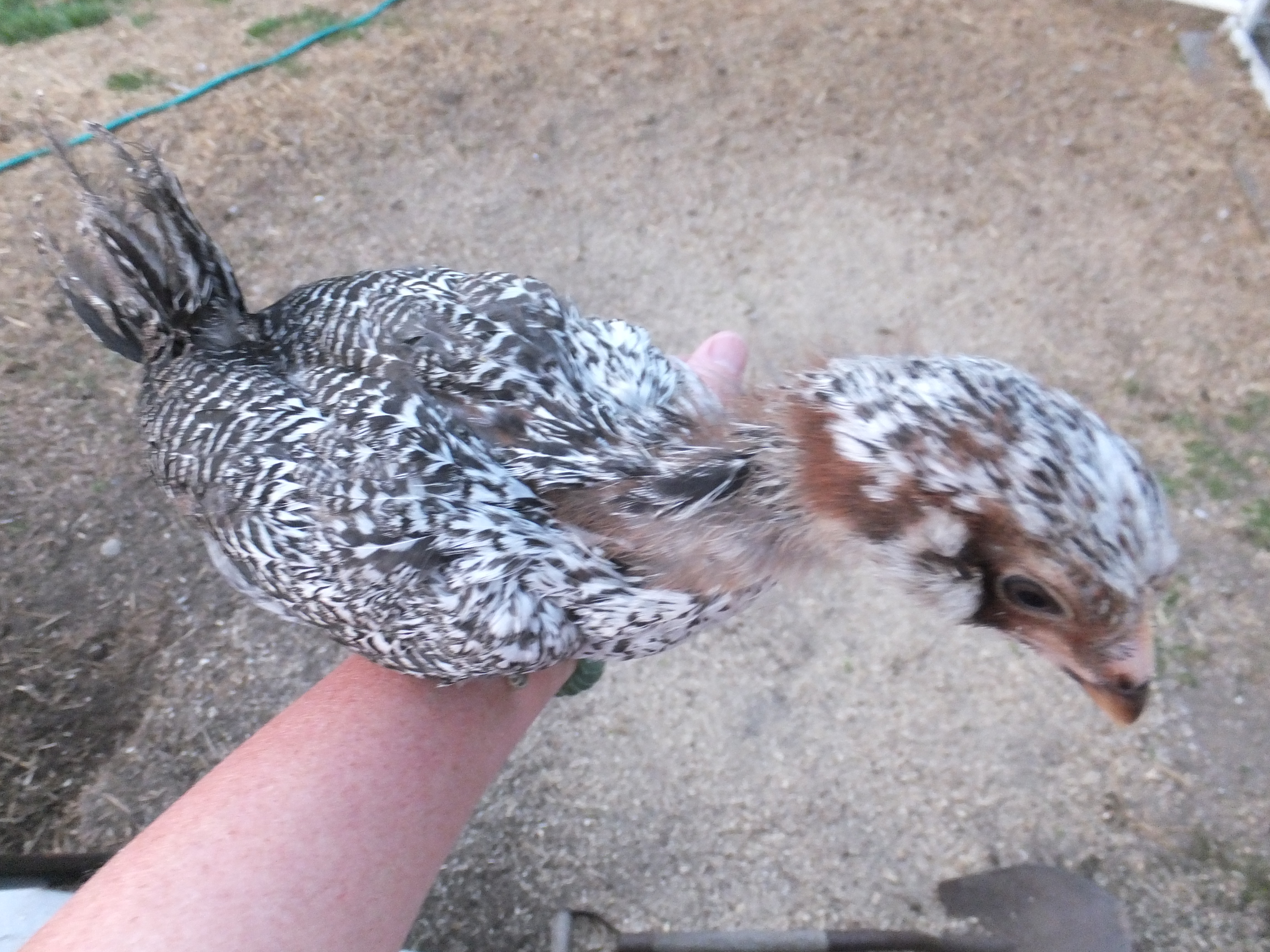 #2 -  4 week roo or pullet (body)
