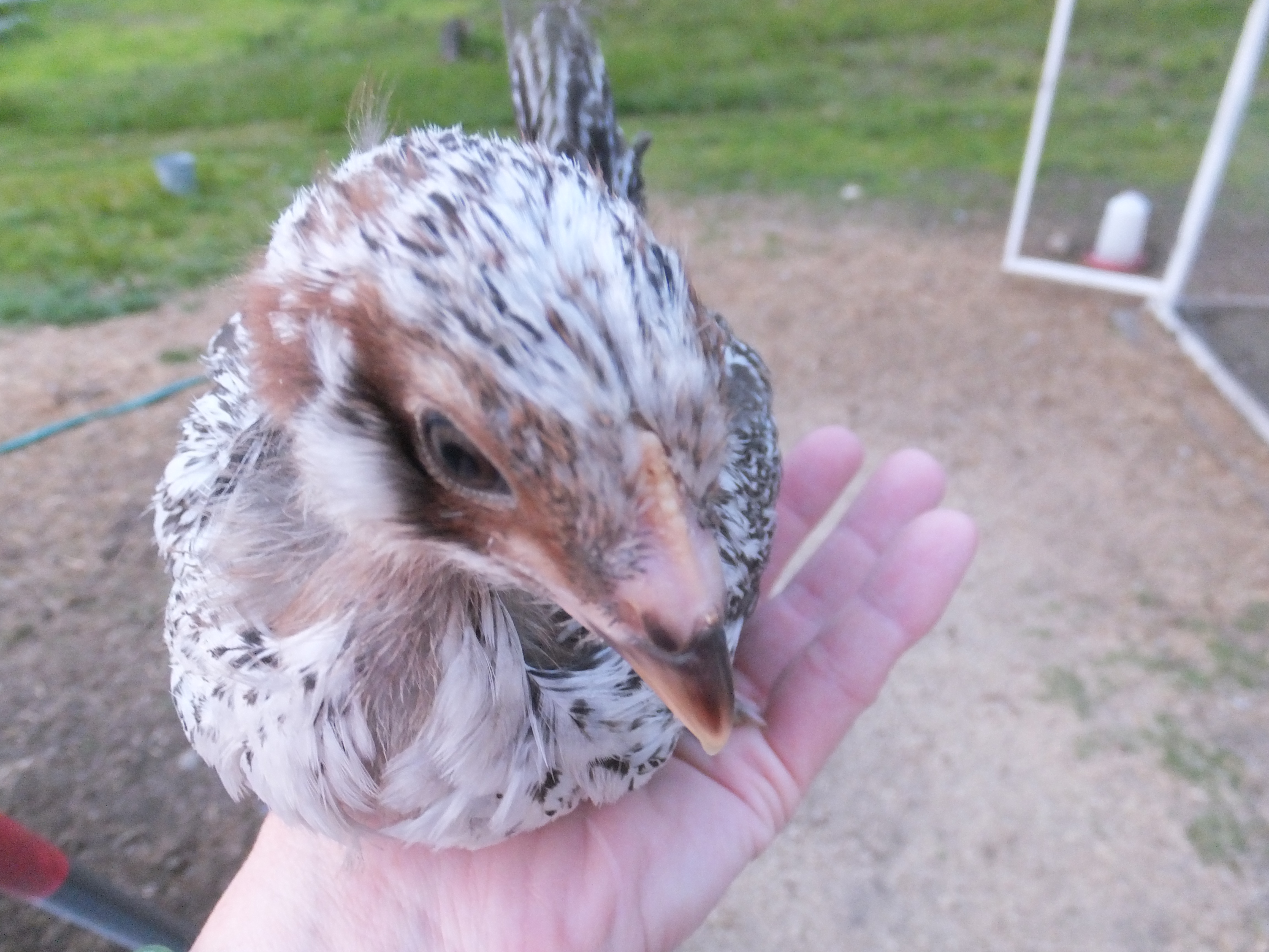 #2-  4 week roo or pullet (head)