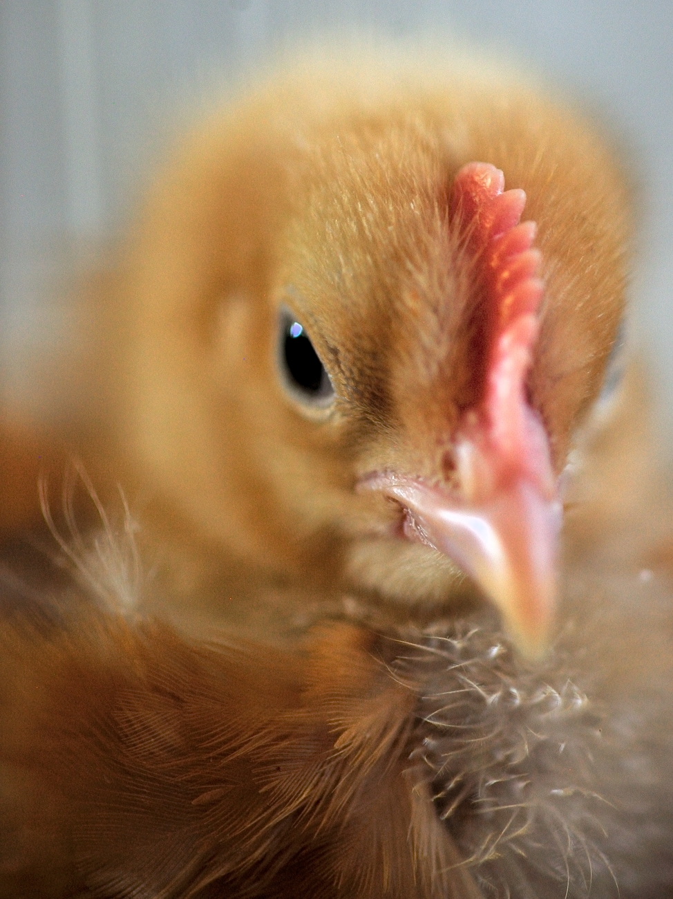 2.5-3 weeks old