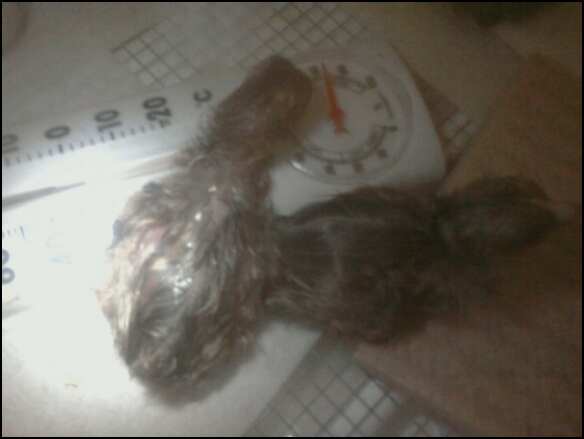 #2 auburn java hatchling. Sooo excited.