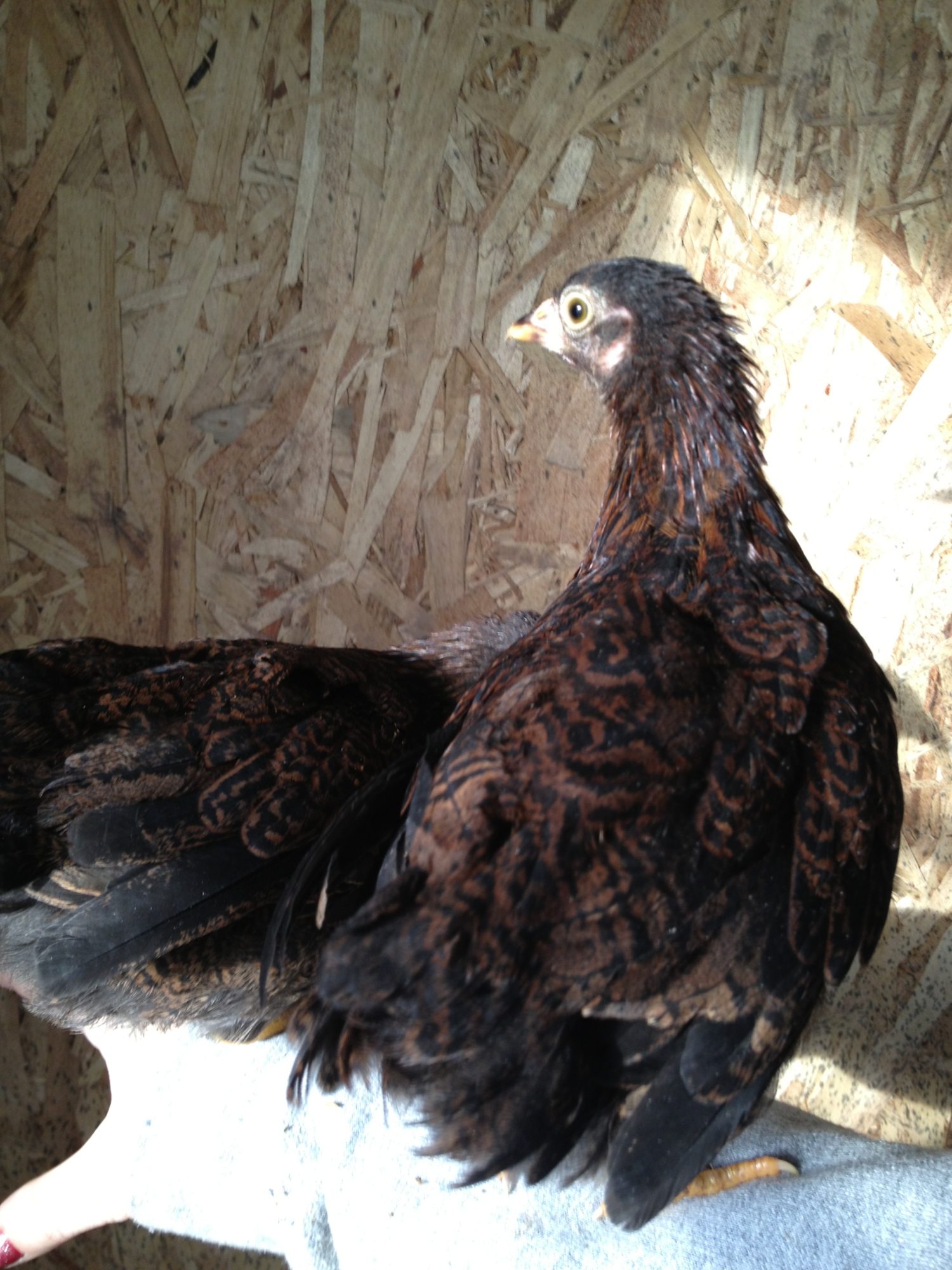 2 bantam Partridge Wyandottes