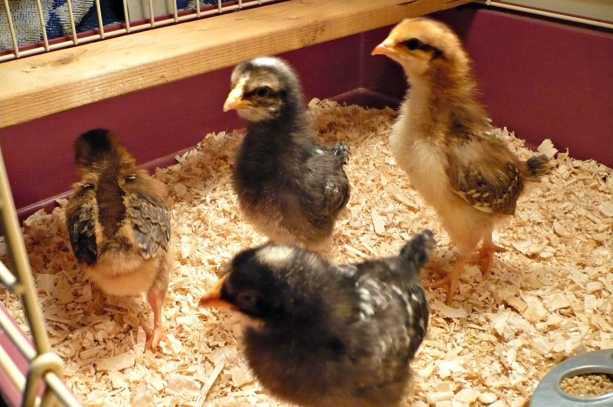 2 barred plymouth rocks and 2 speckled sussex at 1 week of age