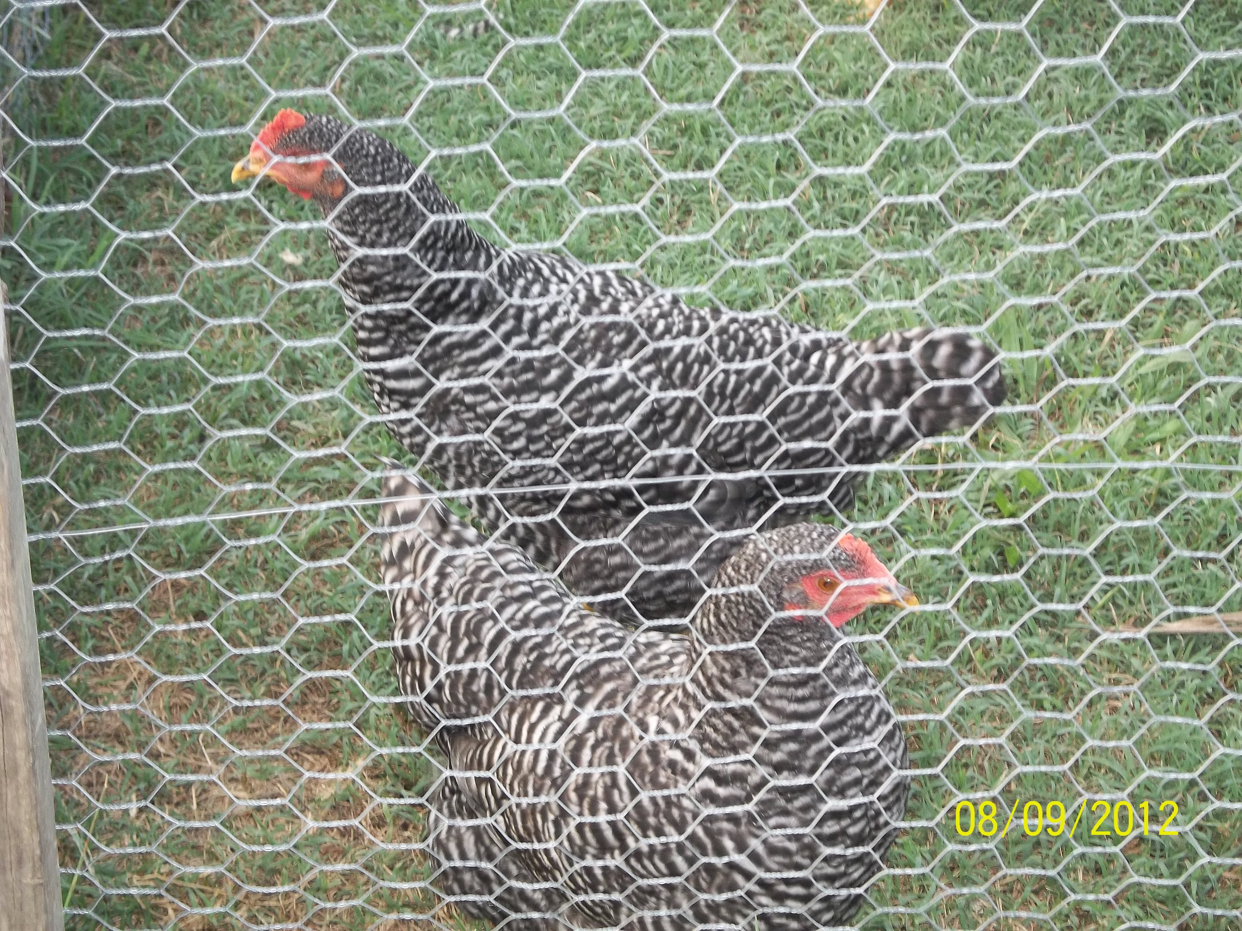 2 Barred Rock Hens