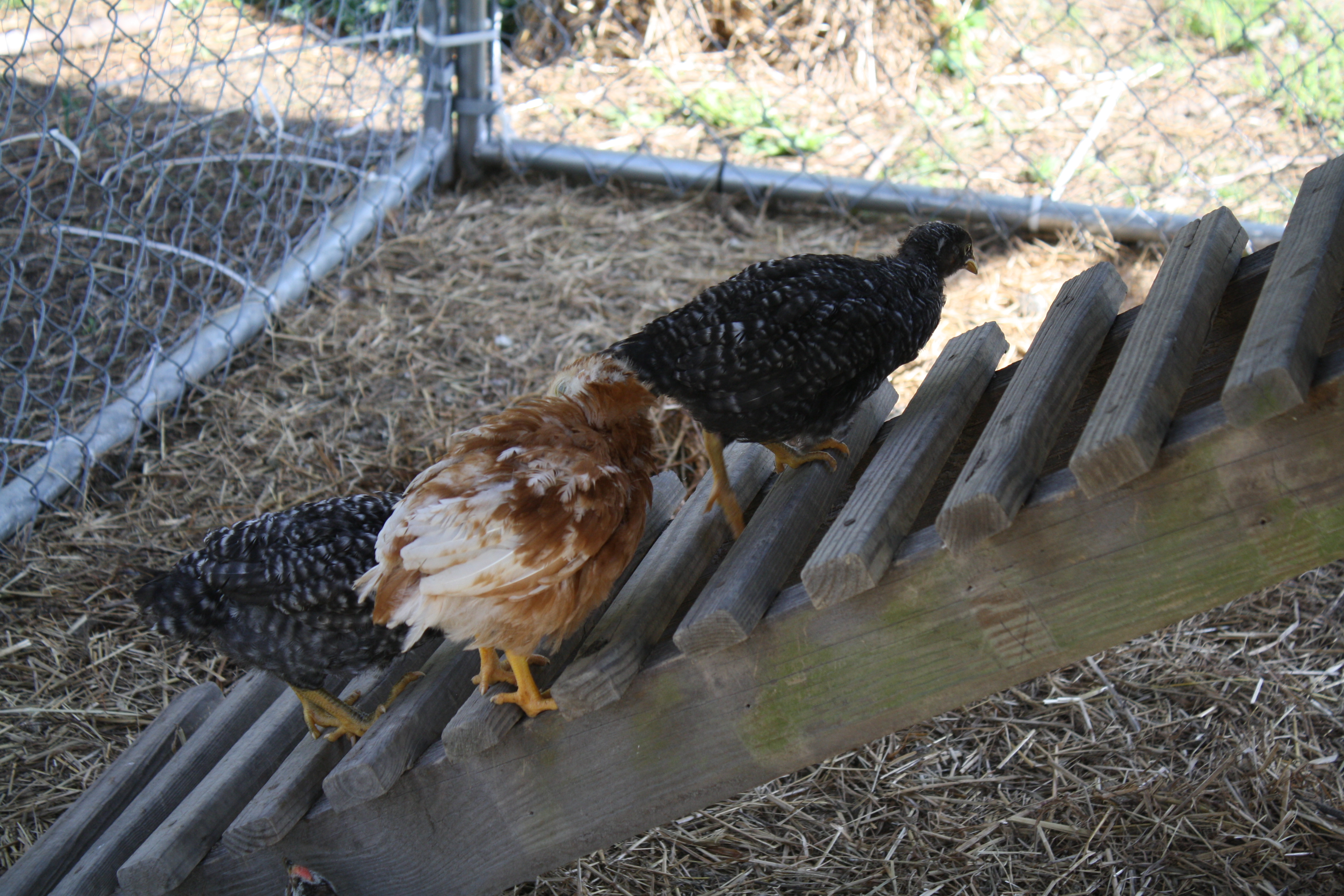 2 barred rocks and 1 golden comet...Barbie, Roxa & Cream