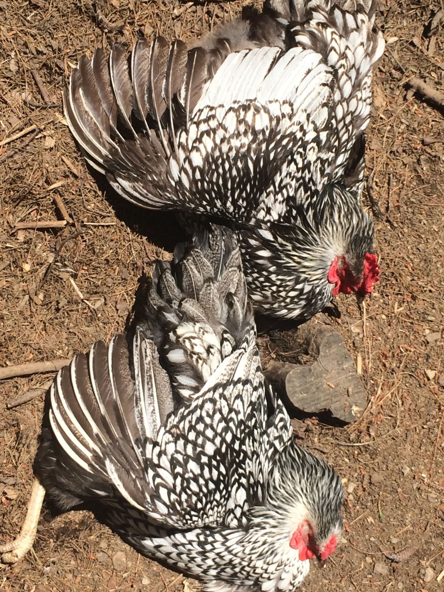 2 birds frolicking in the dirt!