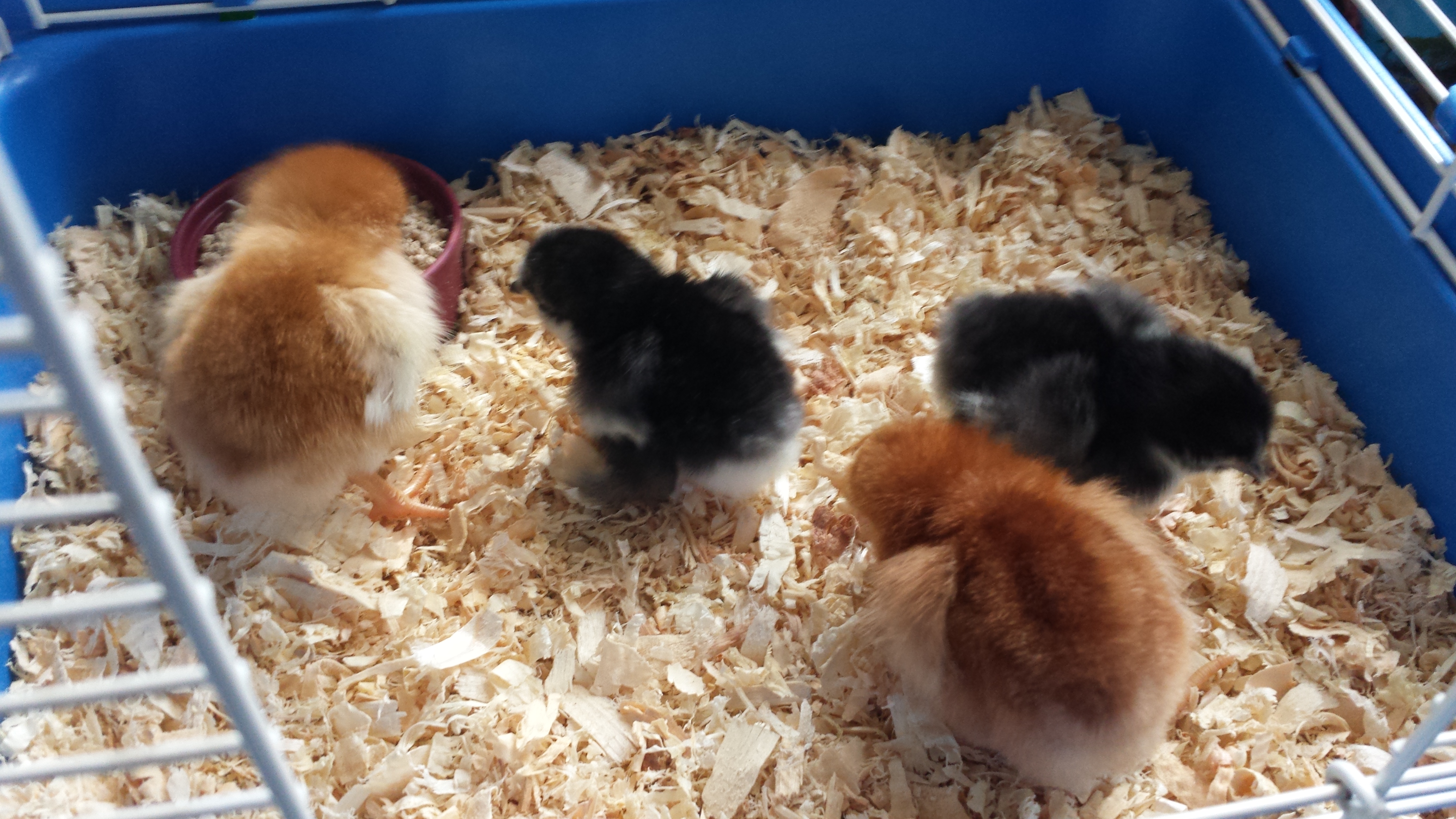 2 Black Bantams and 2 Rhode Island Reds :)