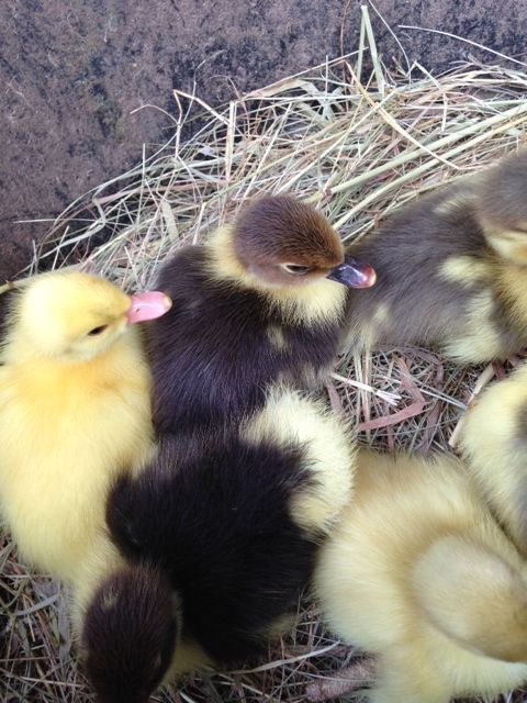 2 black pied
