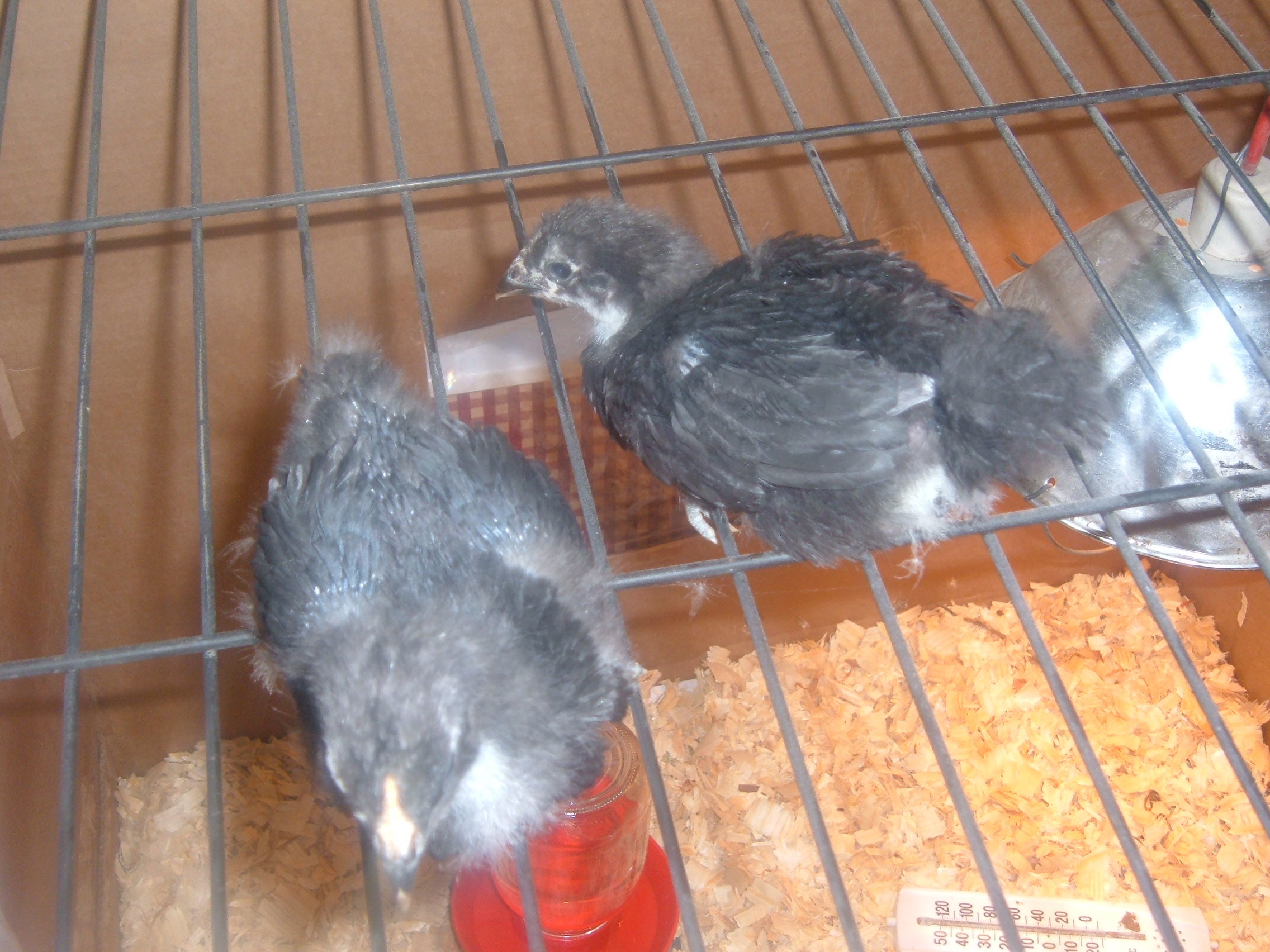 2 blacks.  2 weeks old