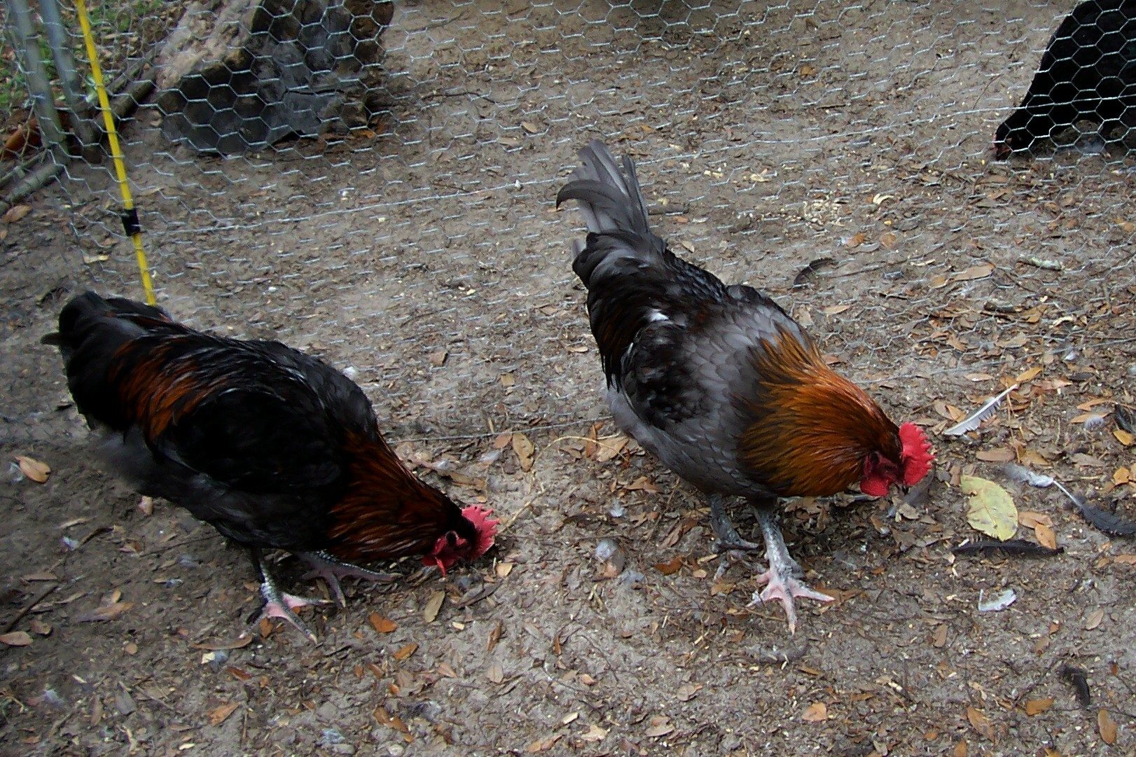 2 Blue copper Marans. The one on the left looks black but he is really a very dark blue! Sometimes they can fool you. One way to tell is to look at the under-fluff, on the blues it will be greyish blue even on the very dark blues.