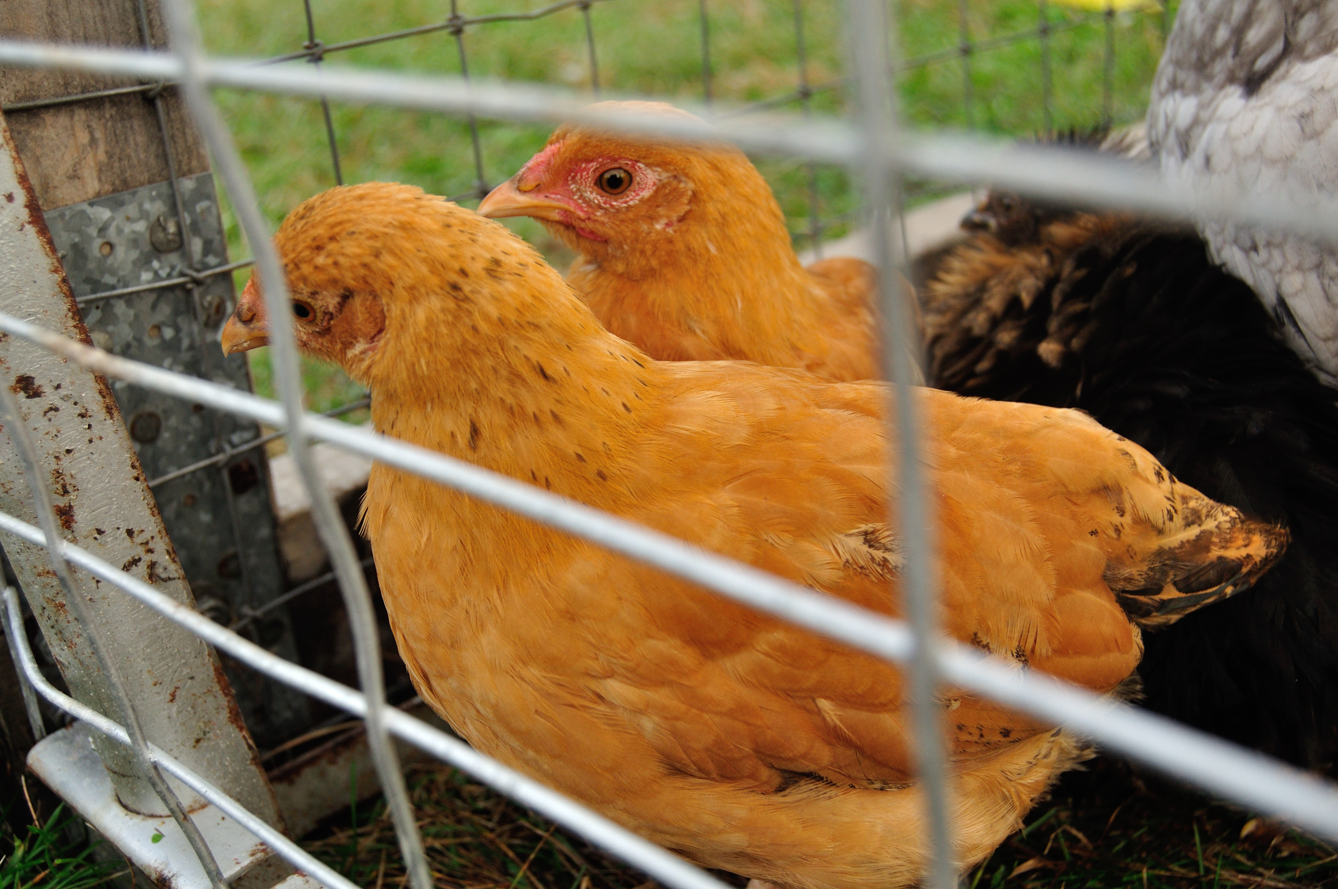 2 Buff Orp Bantam cross Pullets?