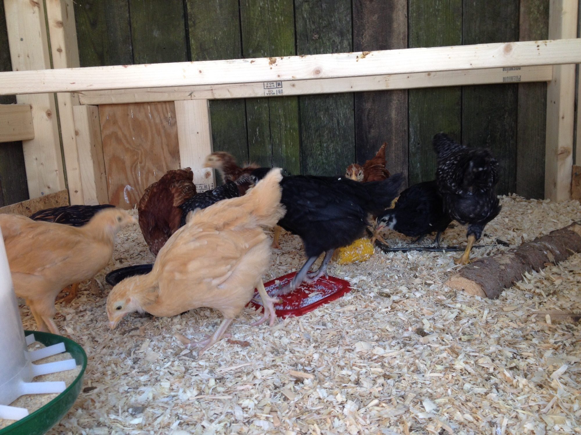 2 Buff Orpingtons, 2 Back Austalorp, 2 Barred Rocks, 3 Rhode Island Reds, 1 Silver laced Wyandotte, 1 gold laced Wyandotte