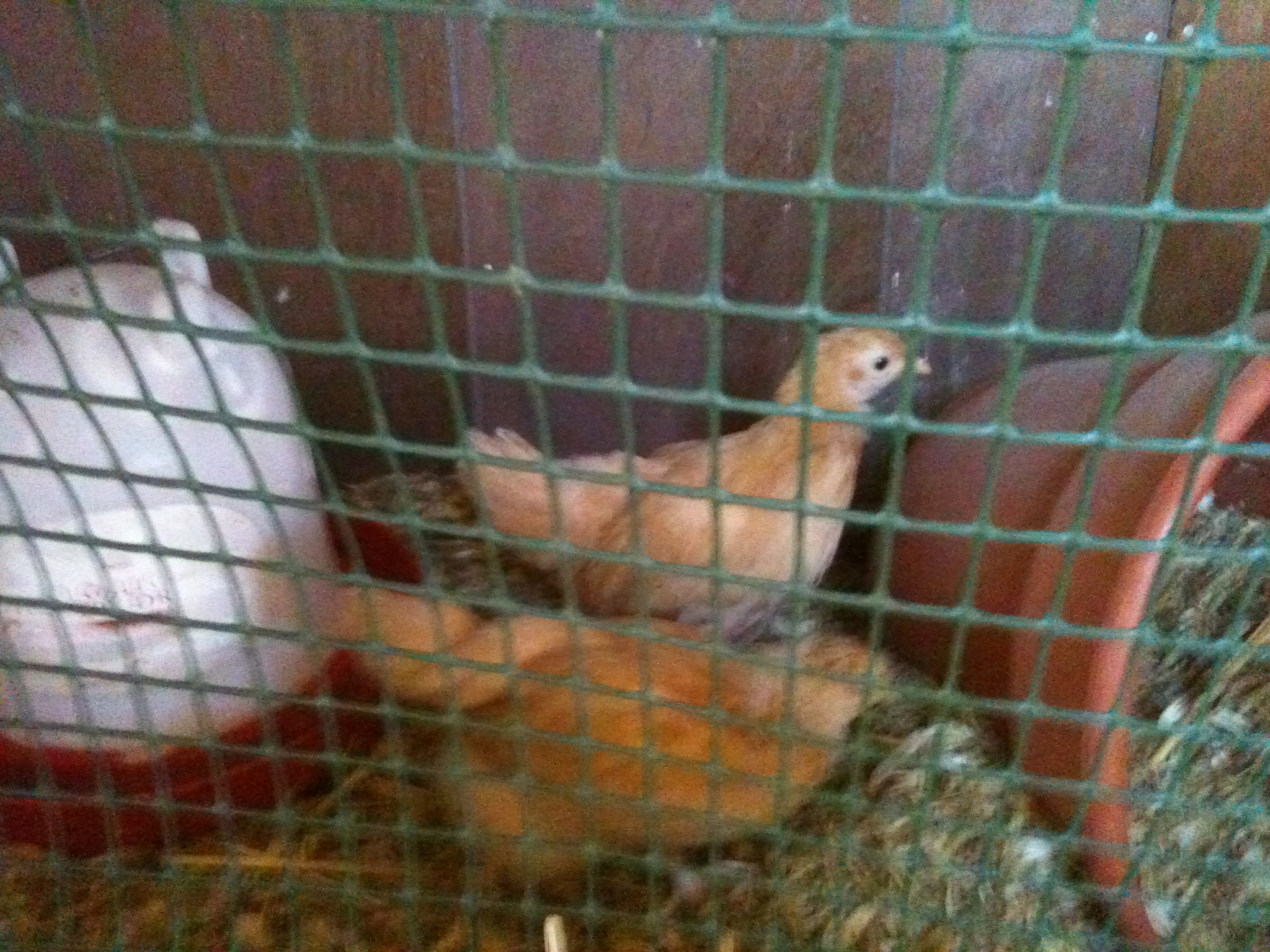 2 buff orps moved from brooder to pen in coop