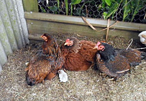 2 CHICKS - 3 MOTHERS!