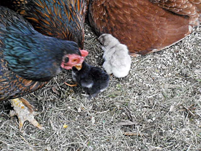 2 chicks - 3 mothers ..