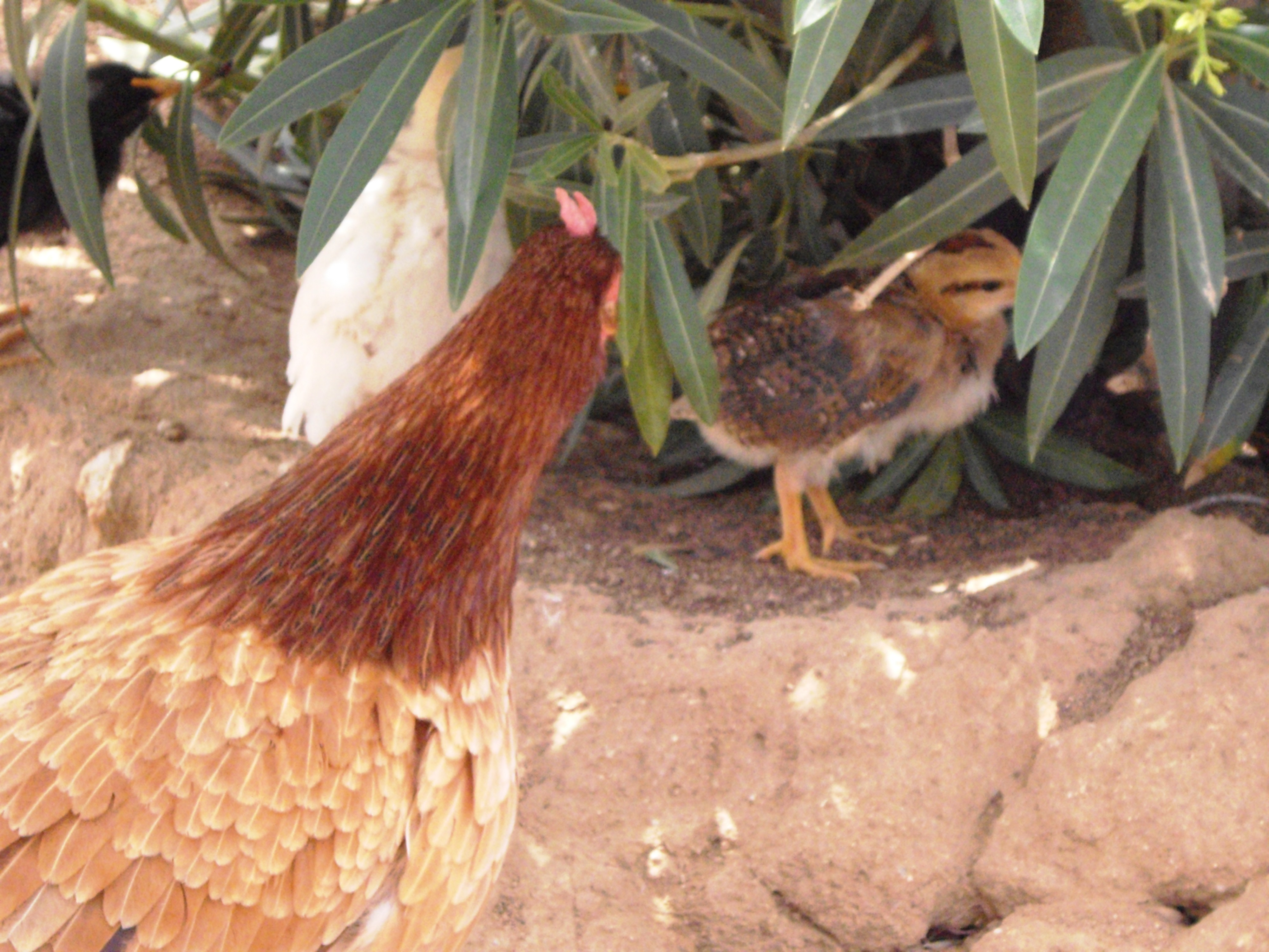 2 chicks from 4/8/16 hatch