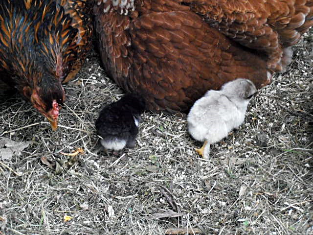 2 chicks .. trying to get better shots .. uh, nah!