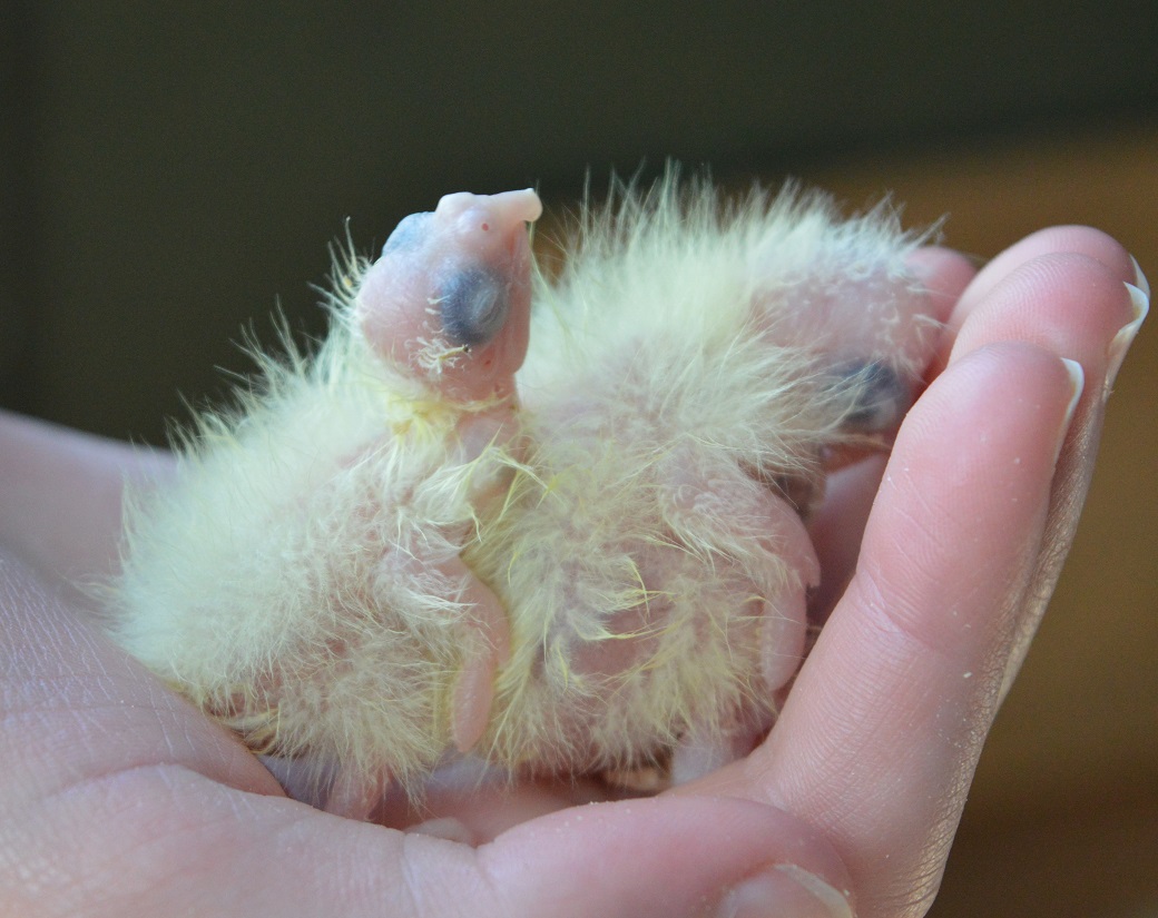 2 Cockatiel Chicks