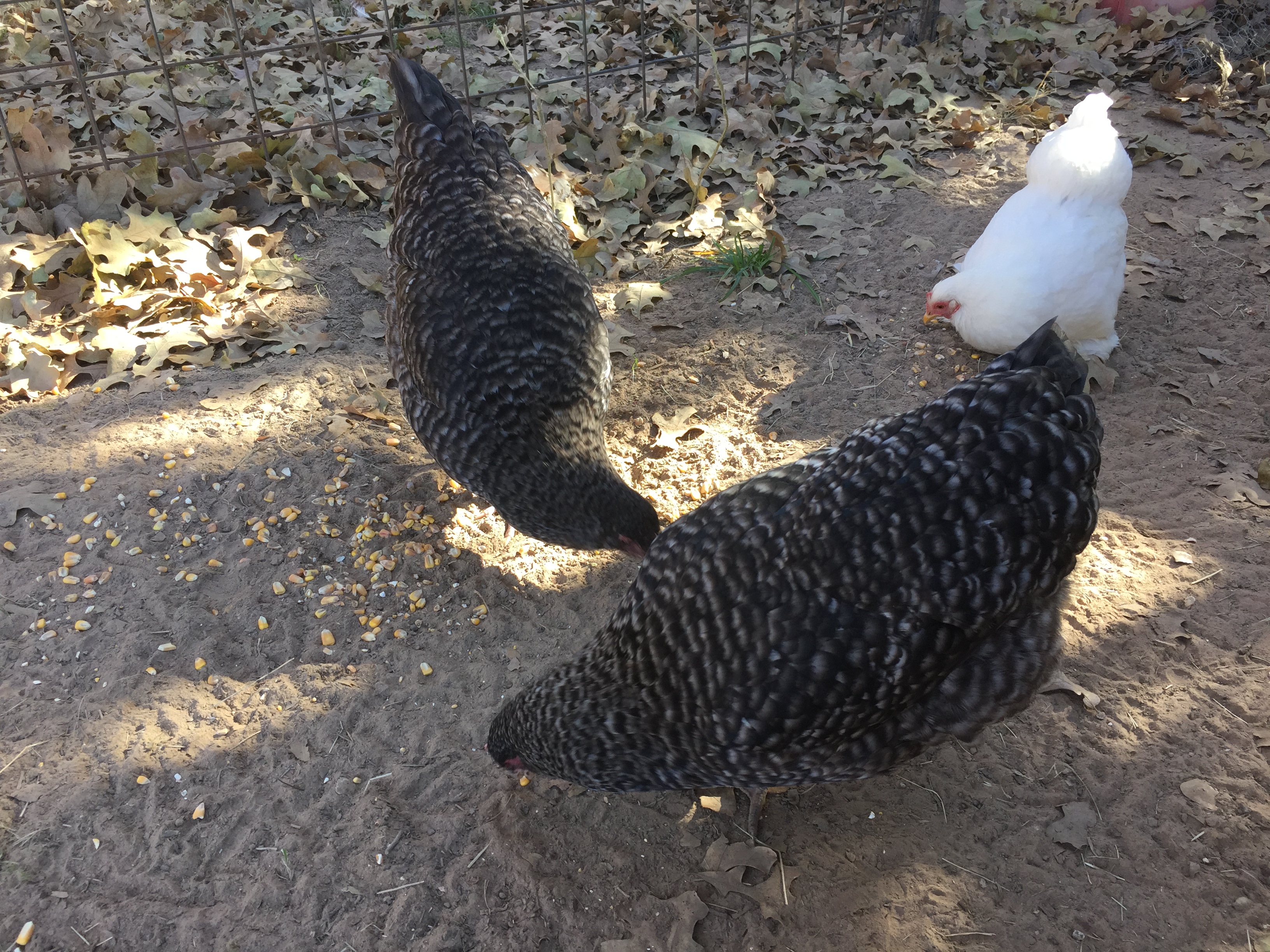 2 cuckoo maran hens and a whit cochin having a little snack before they go out and free range.