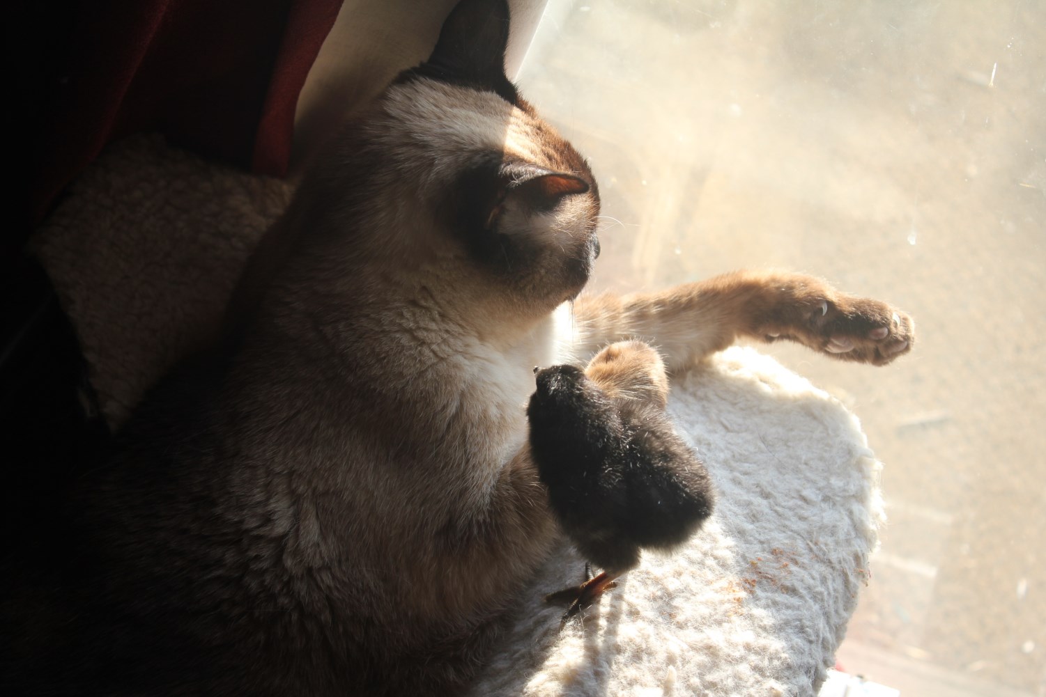 2-day old Ameraucana with 16-yo Siamese