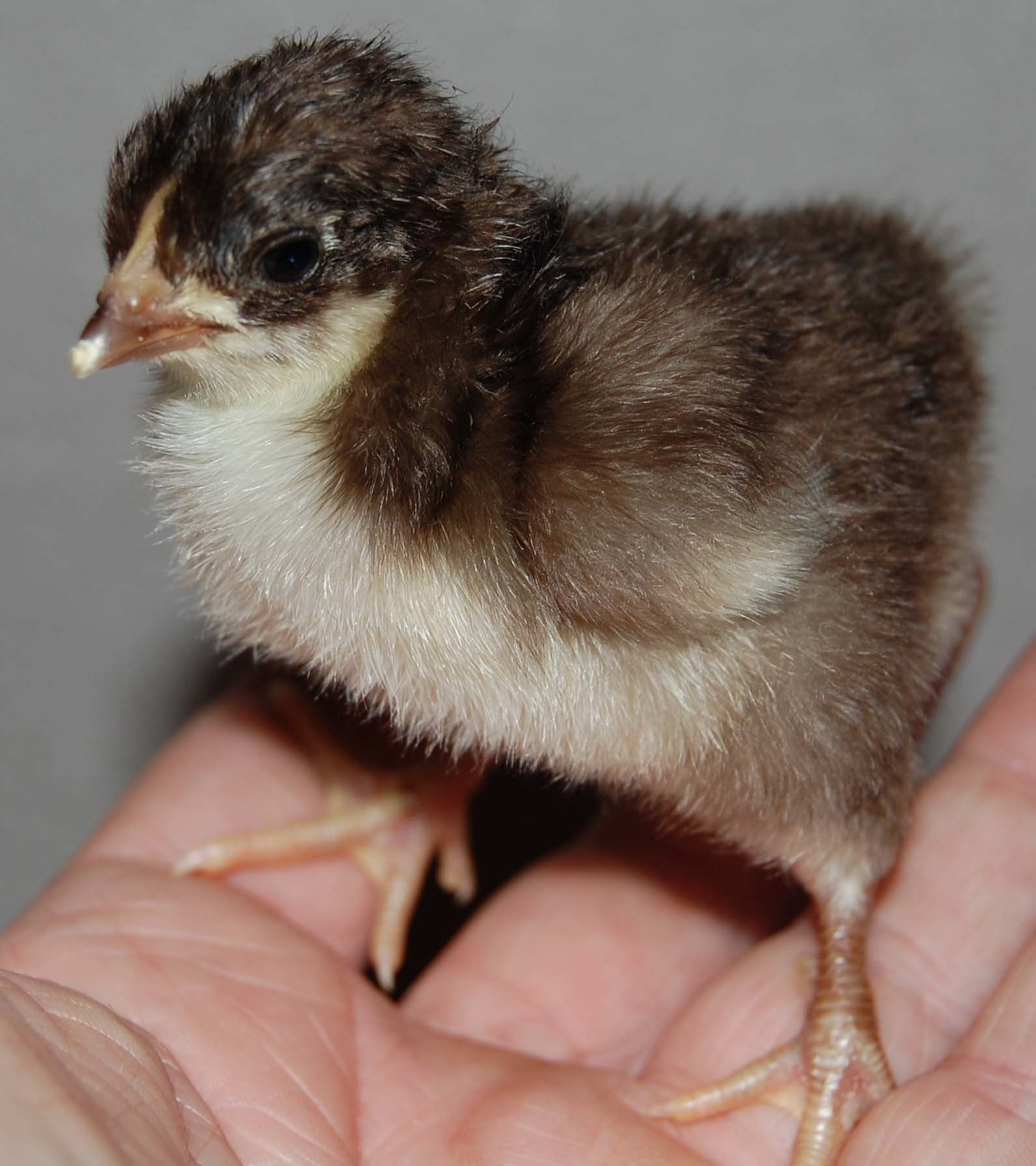 2 day old Bantam Chocolate Orp.