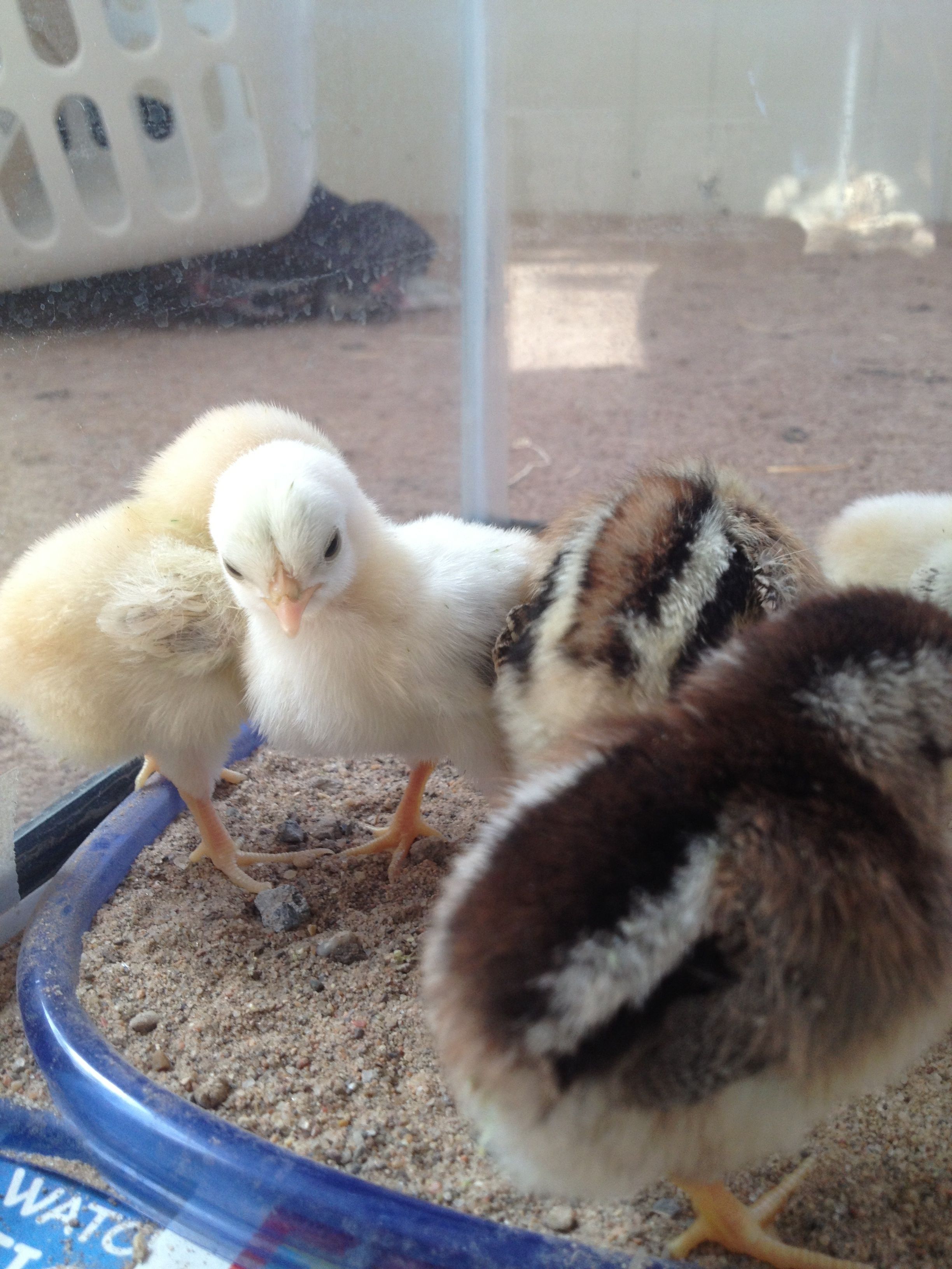 2 day old bantams in one word ... TINY
