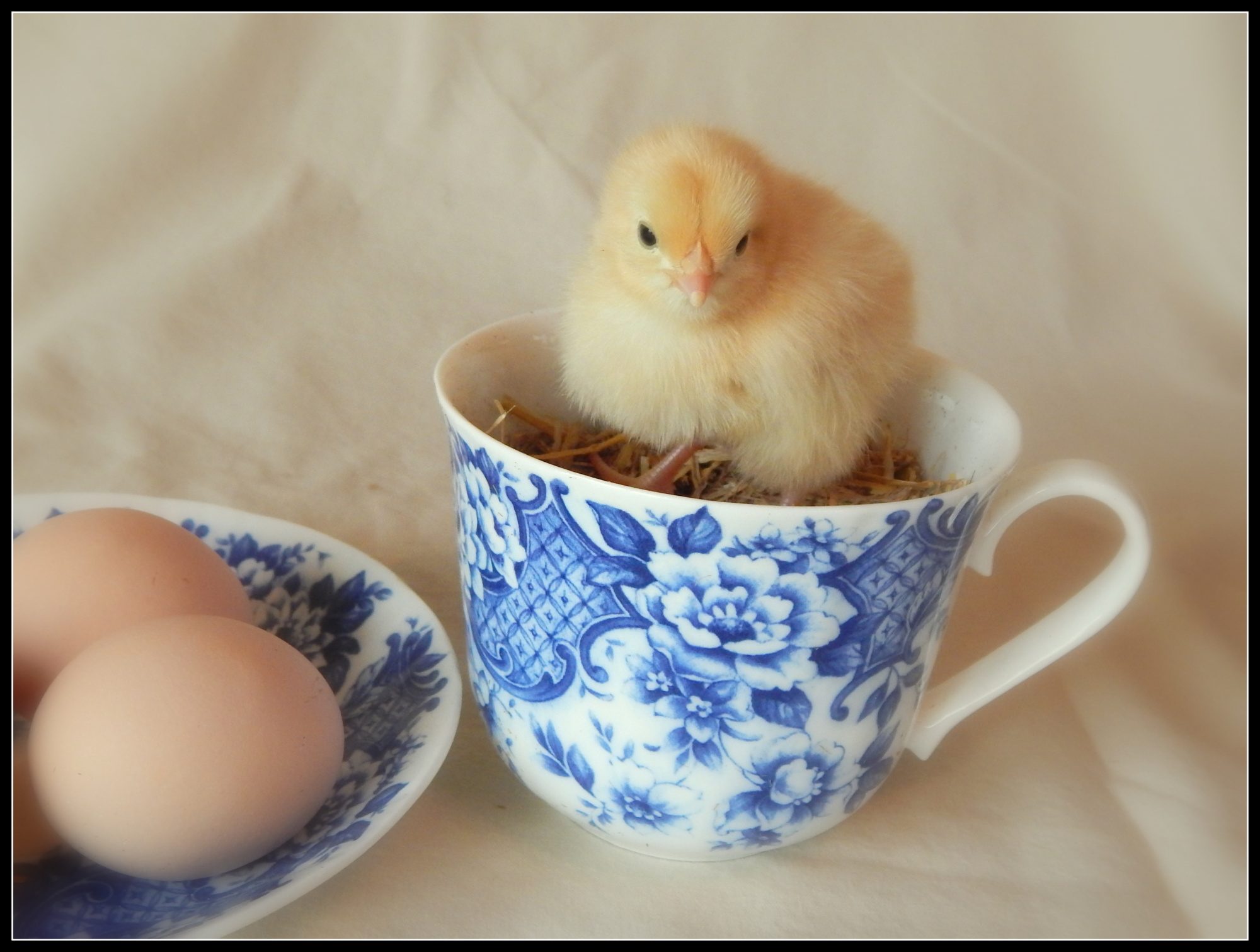 2 day old Buff Orpington