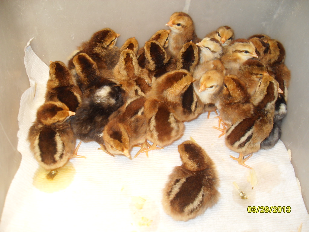 2-Day old chicks, ready to go into the brooder