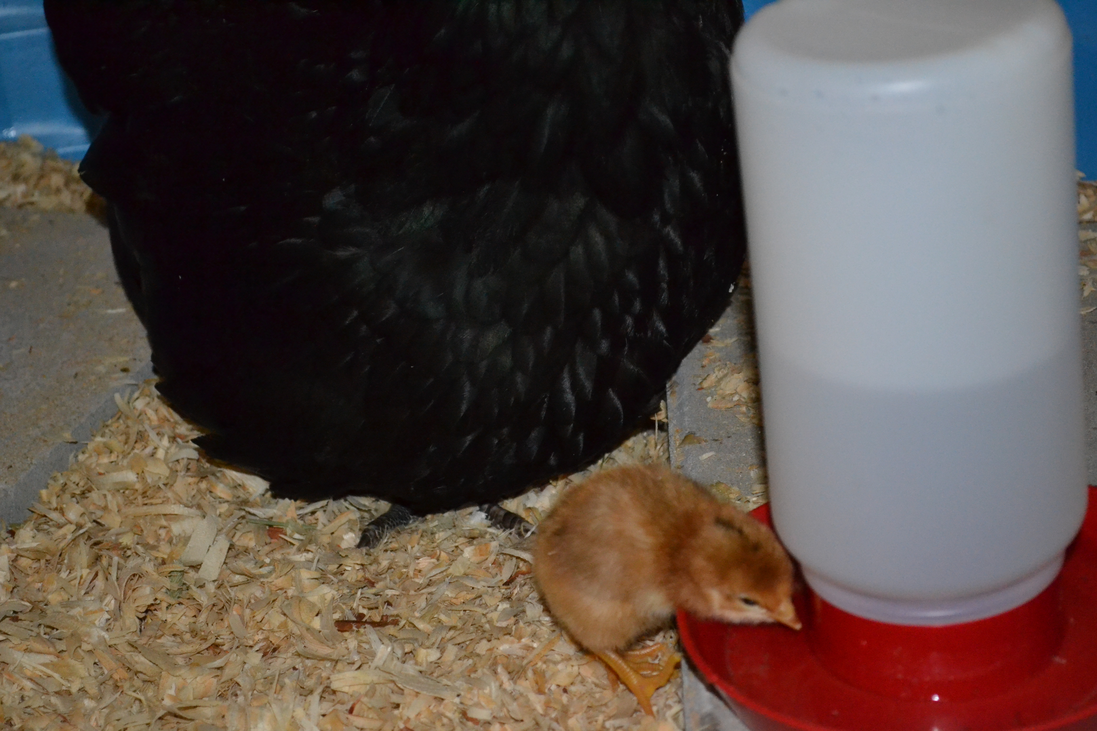2-day old EE chick learning to drink. Hatched by broody OE Cleo on 05/18/16.