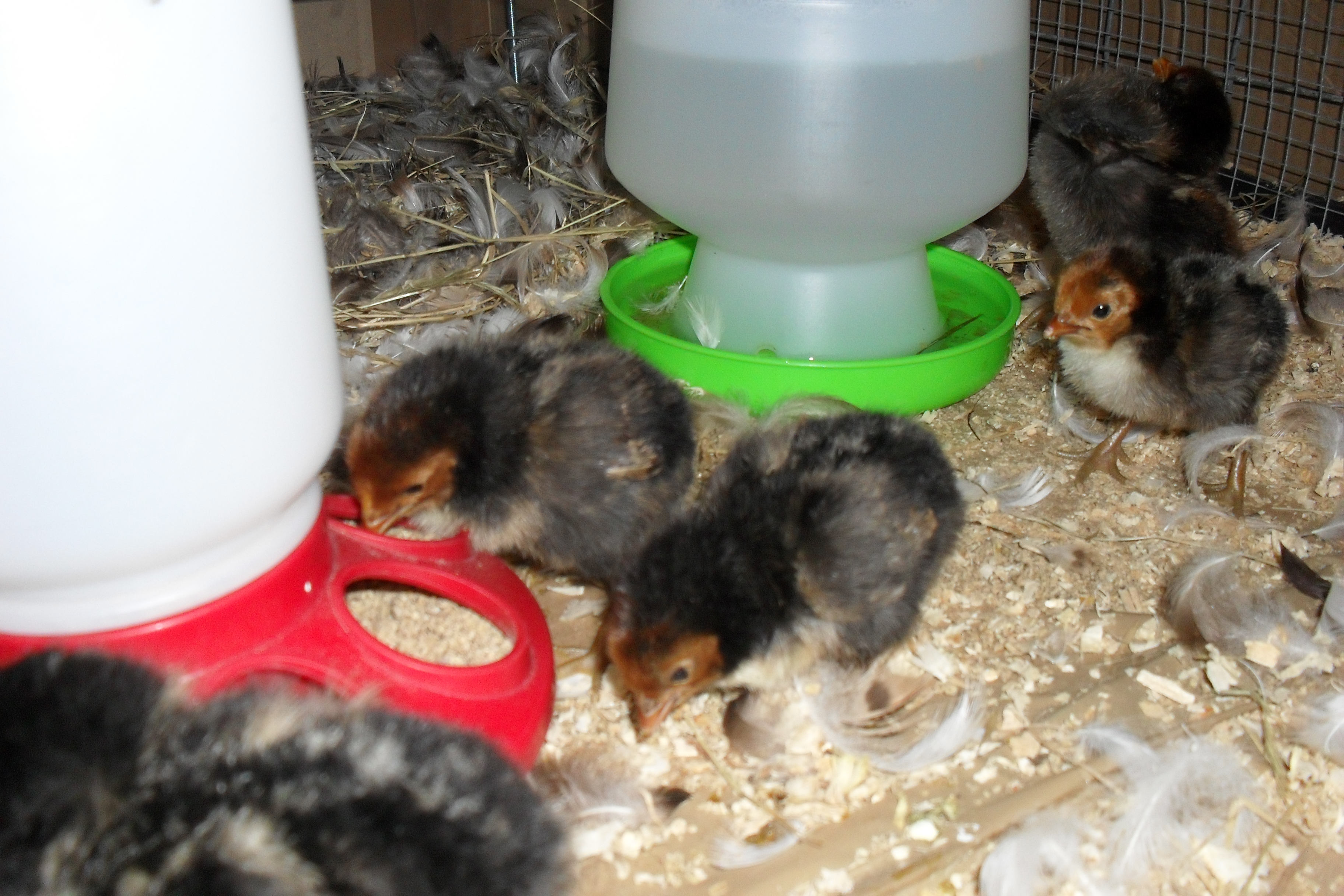 2 day old Golden Spangled Hamburg pullet chicks.