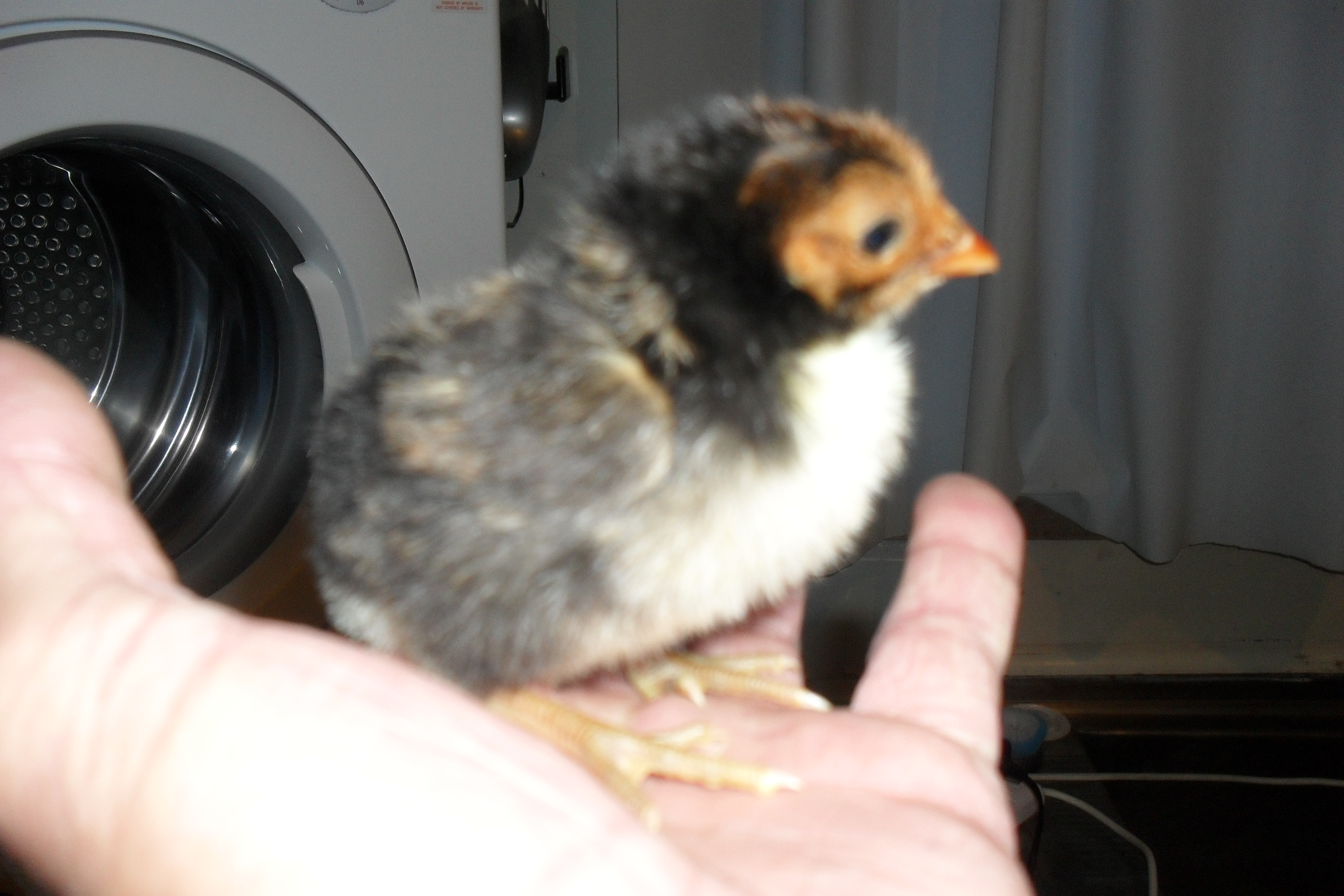 2 day old Golden Spangled Hamburg sitting quietly on my hand.