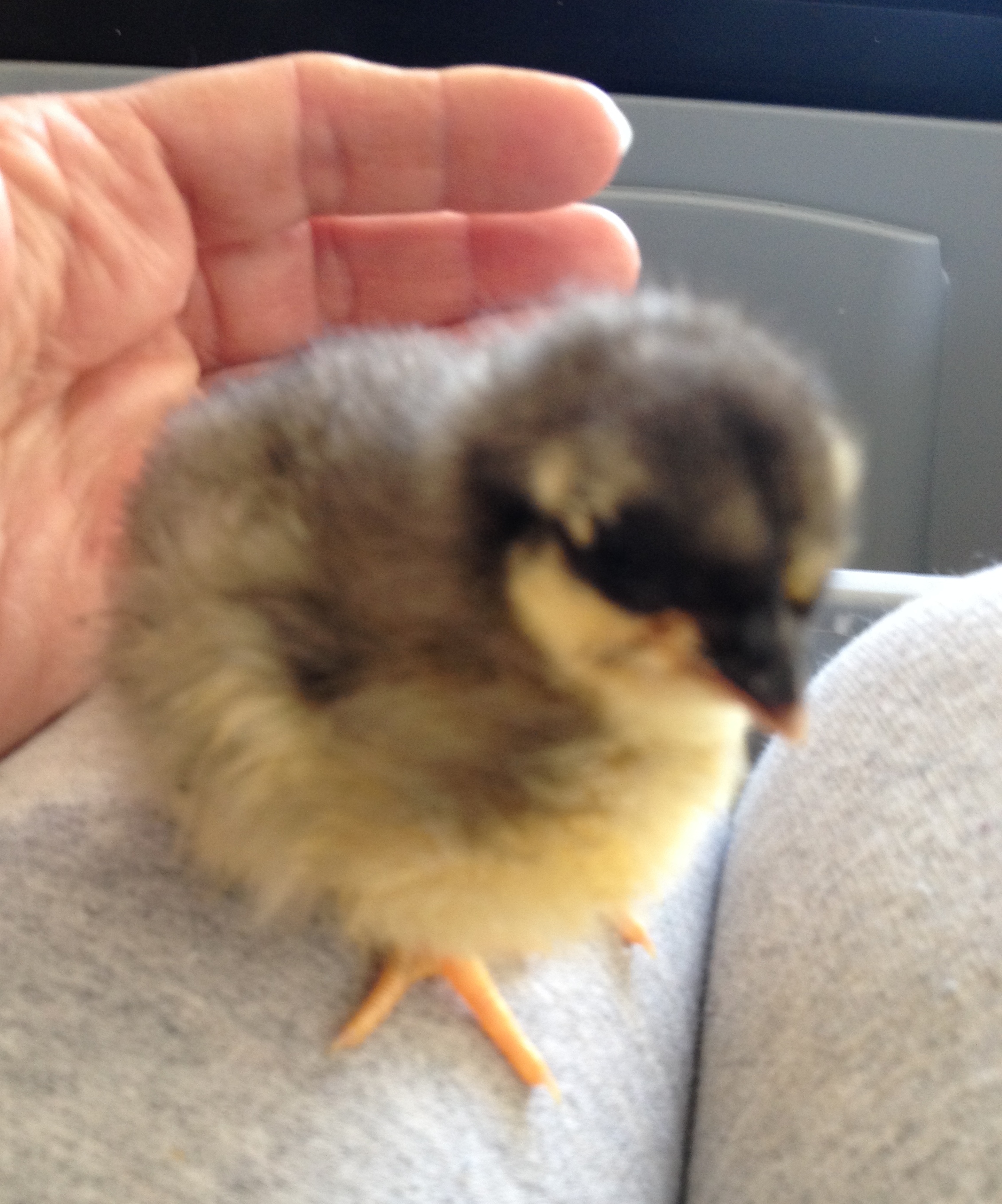 2 day old original import chick