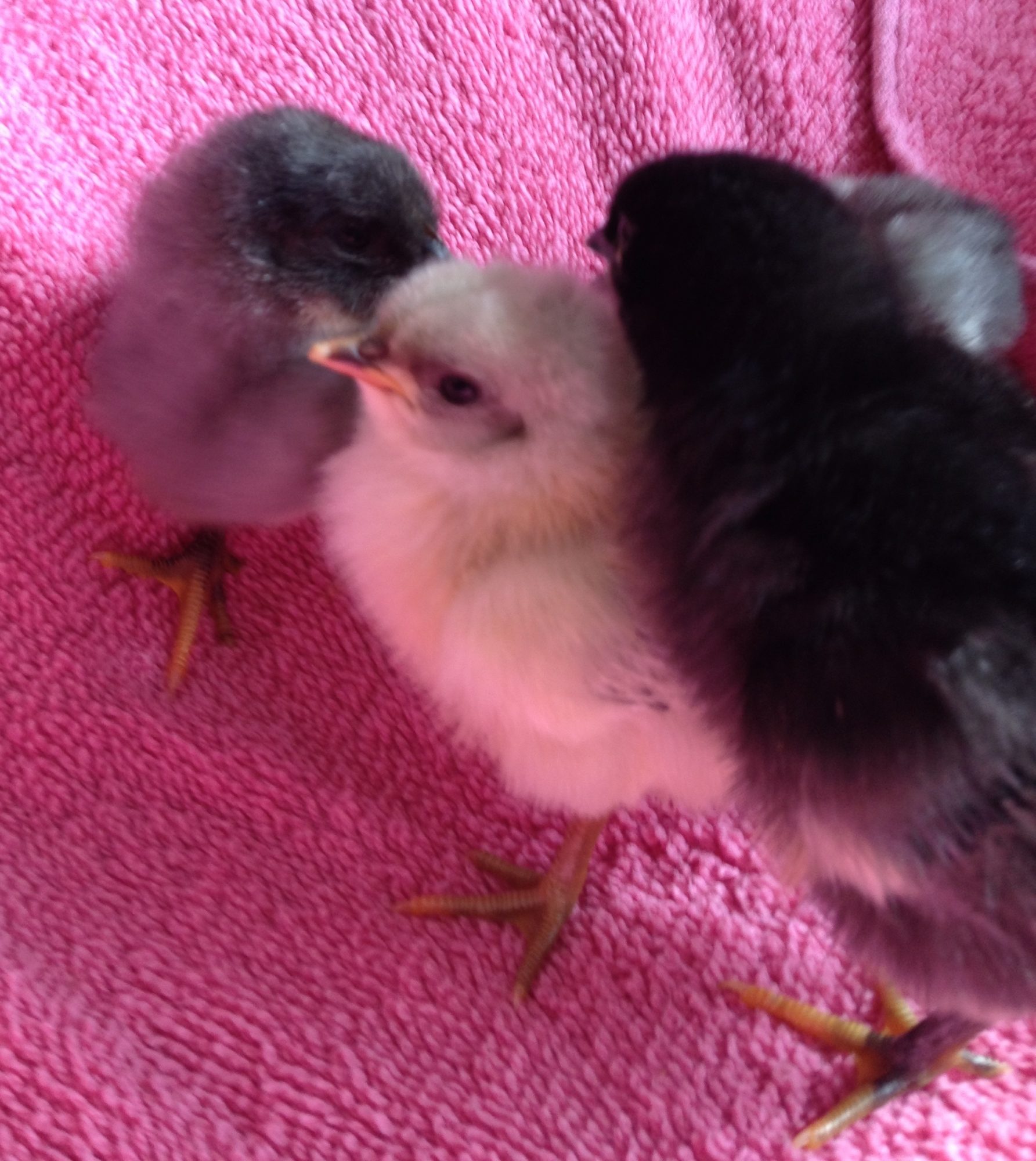 2 day old original import isbar splash, blue and black