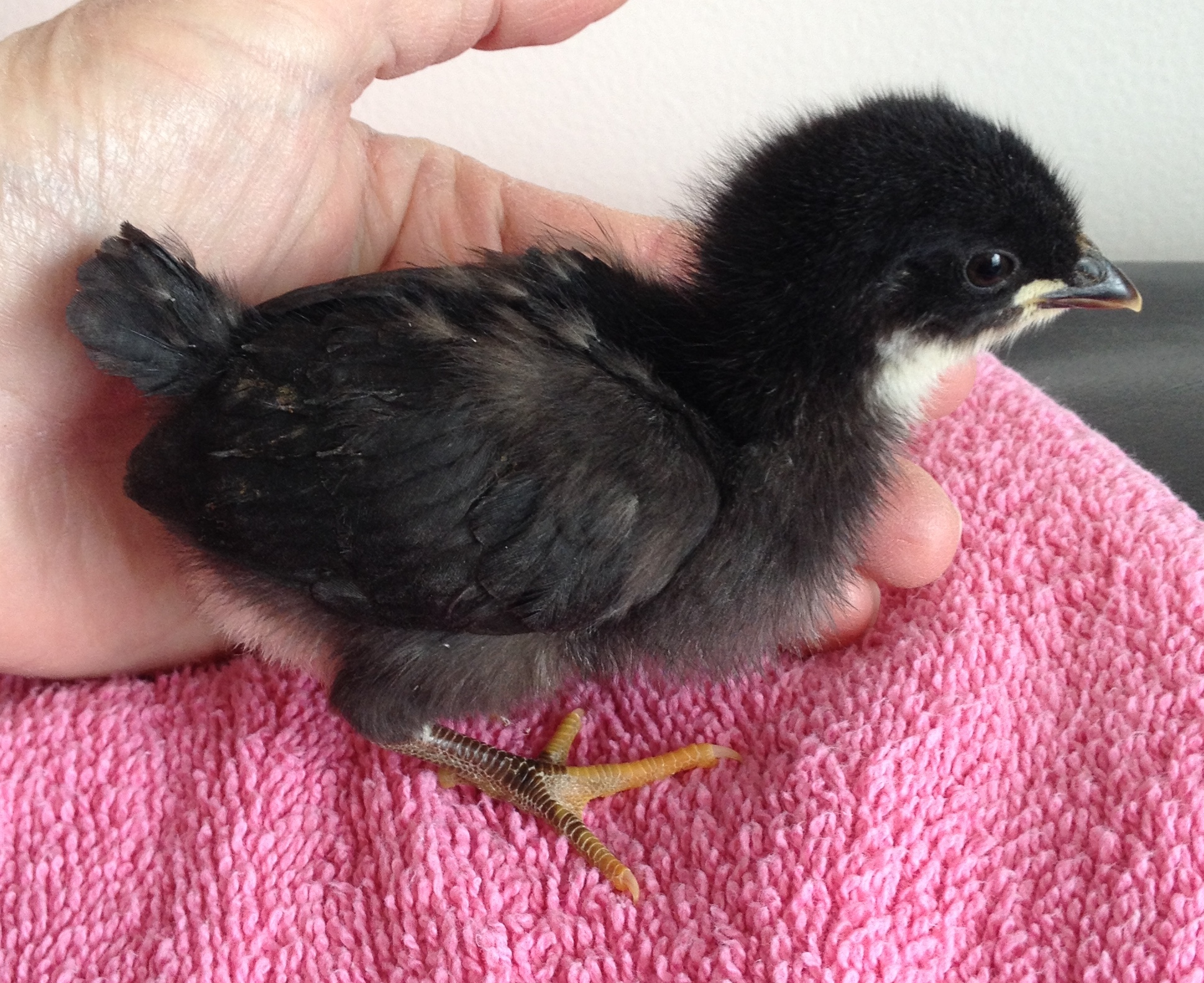 2 day old original import isbar