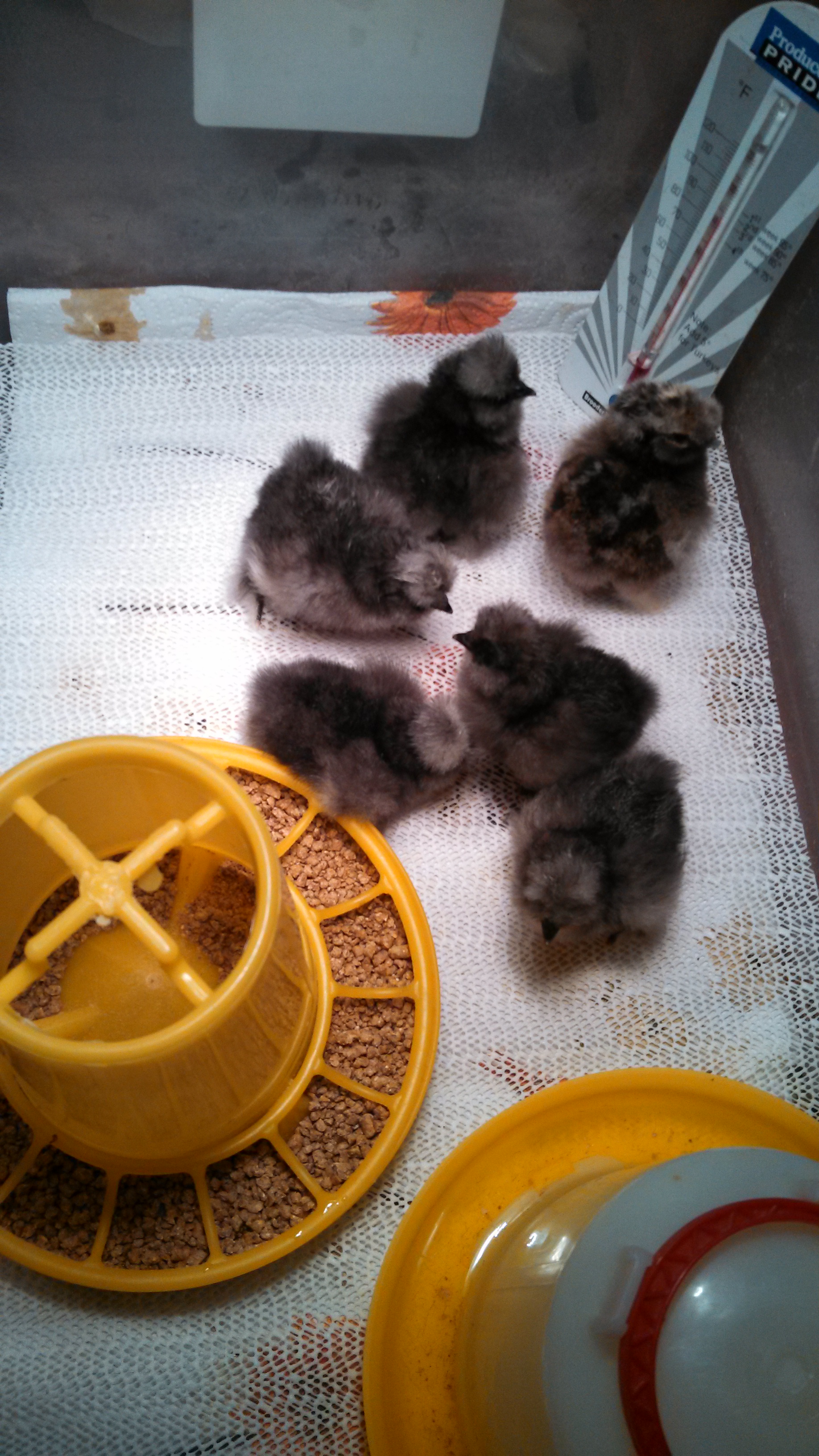 2 day old silkies.
