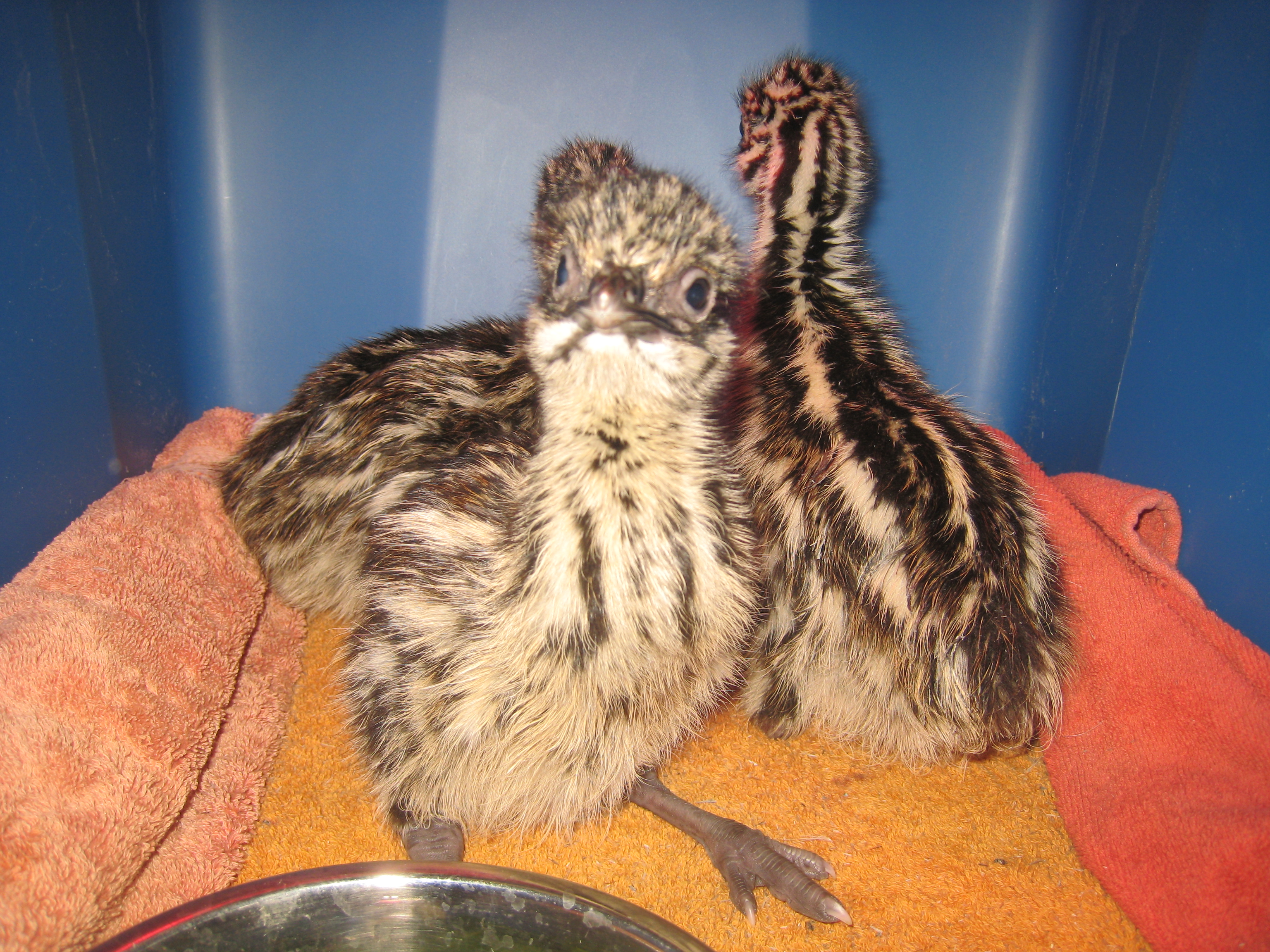 2 days old chicks