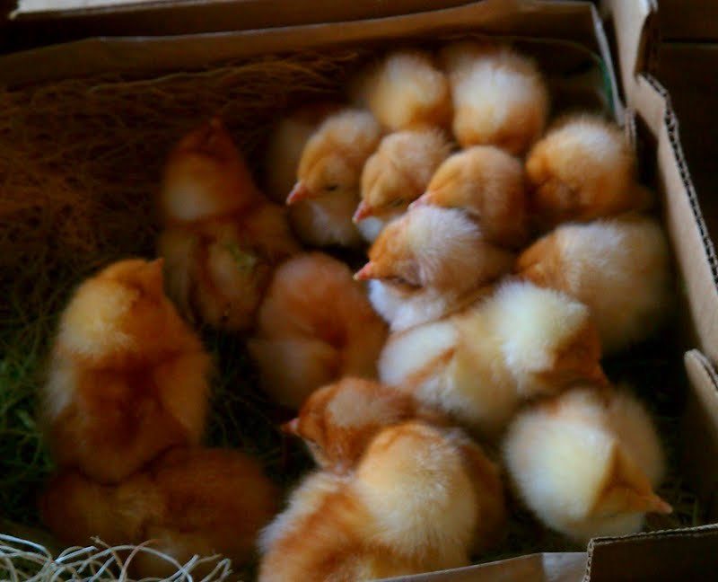 2 days old; Cinnamon Queens from Cackle Hatchery