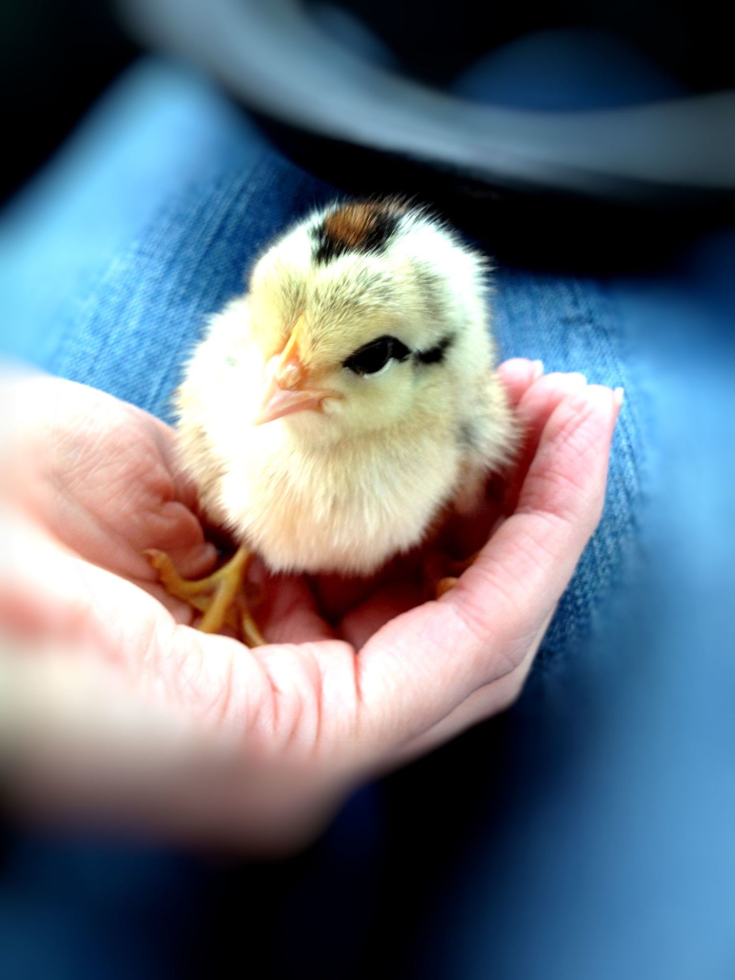 2 days old