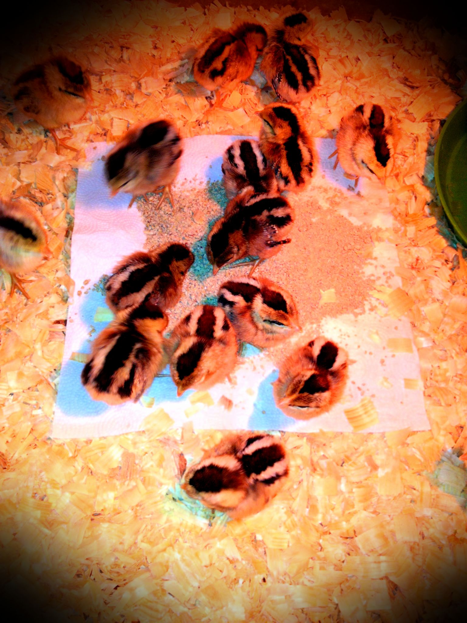 2 days old