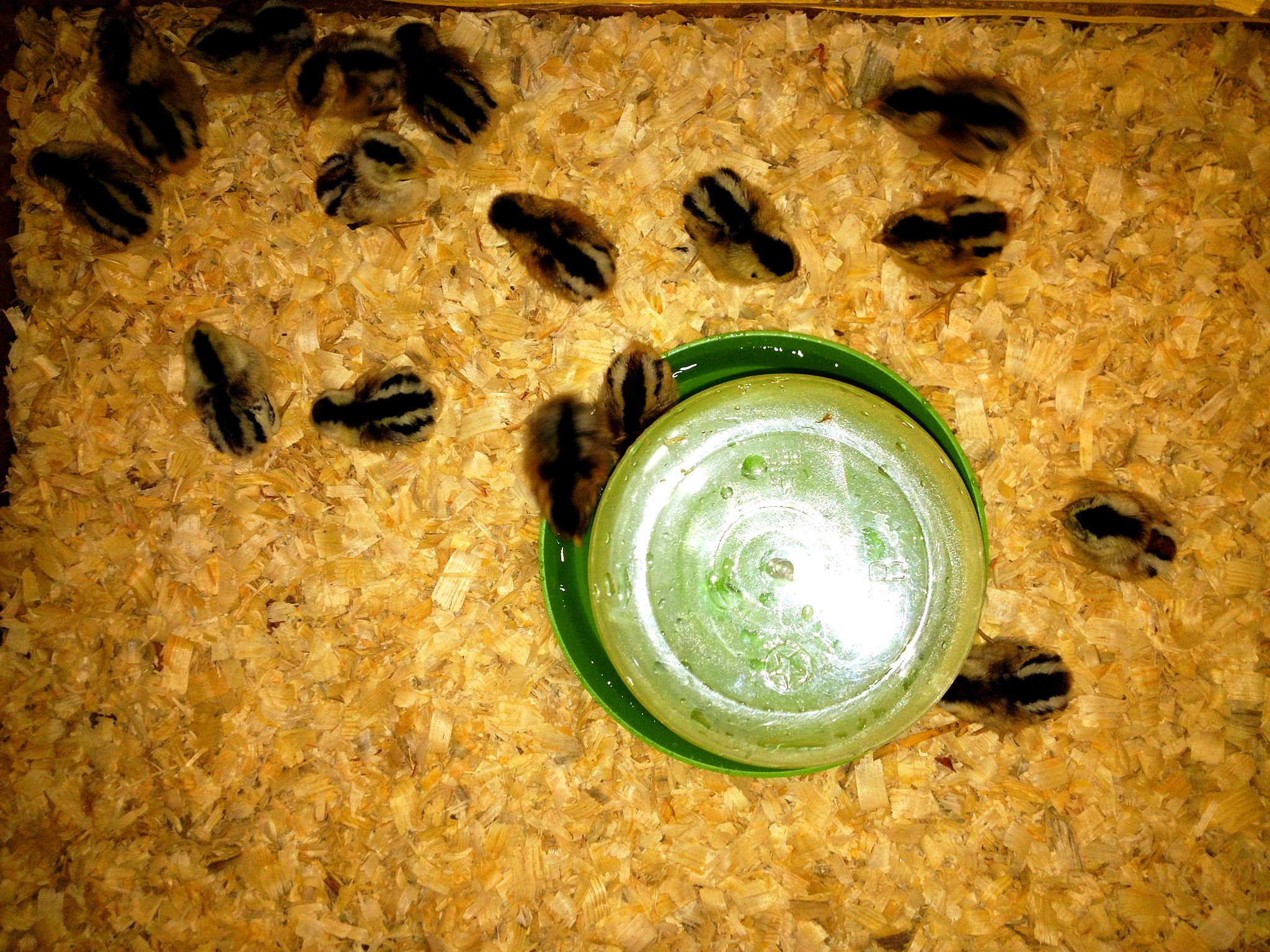 2 days old