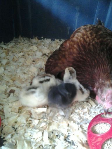 2 days old