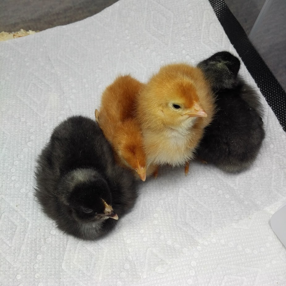 2 days old