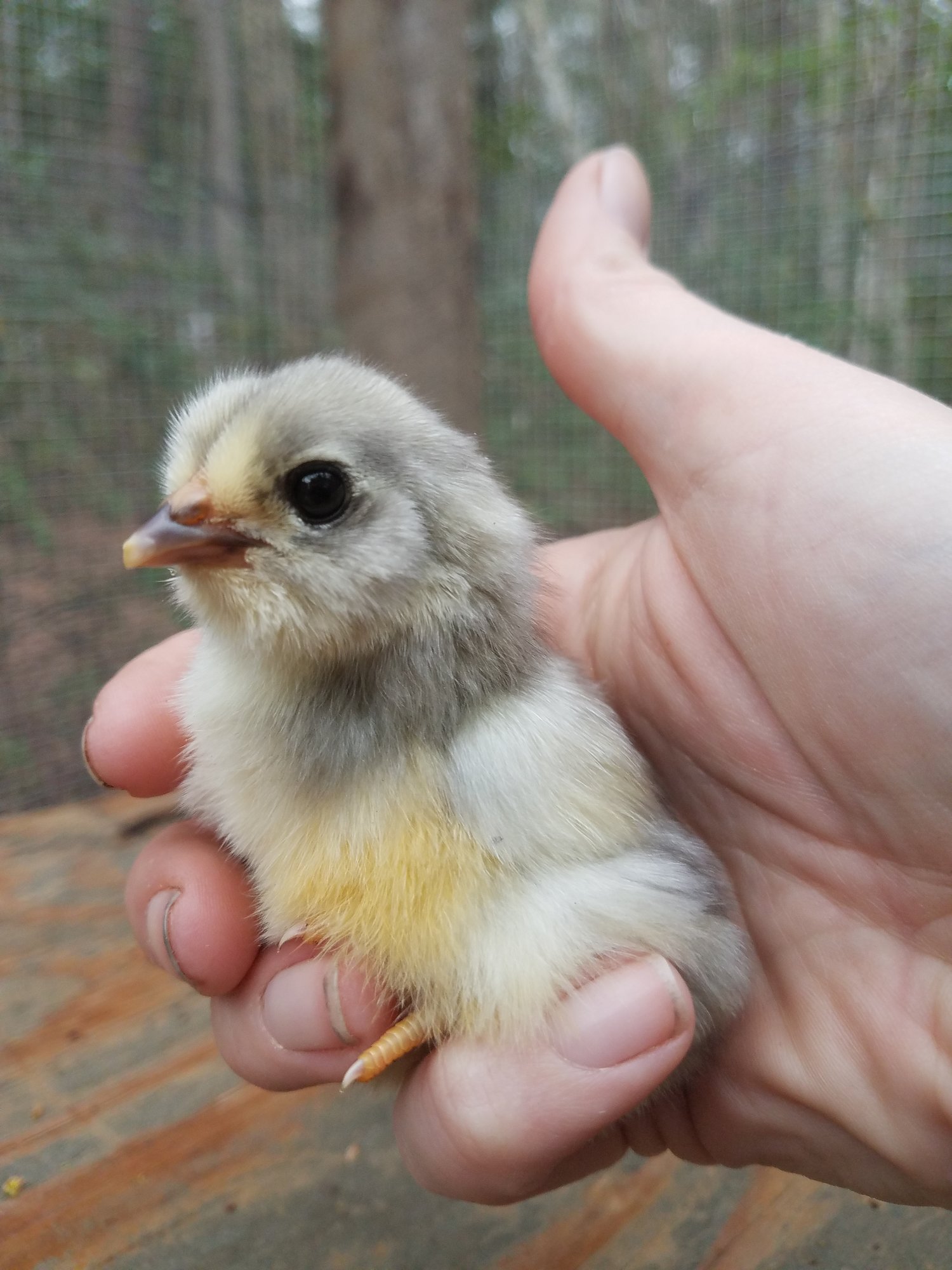 2 days old