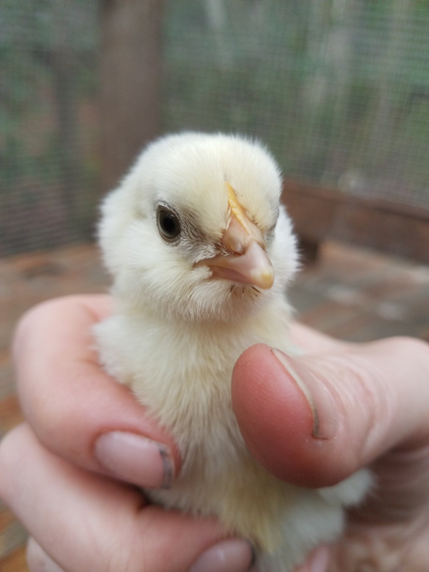 2 days old