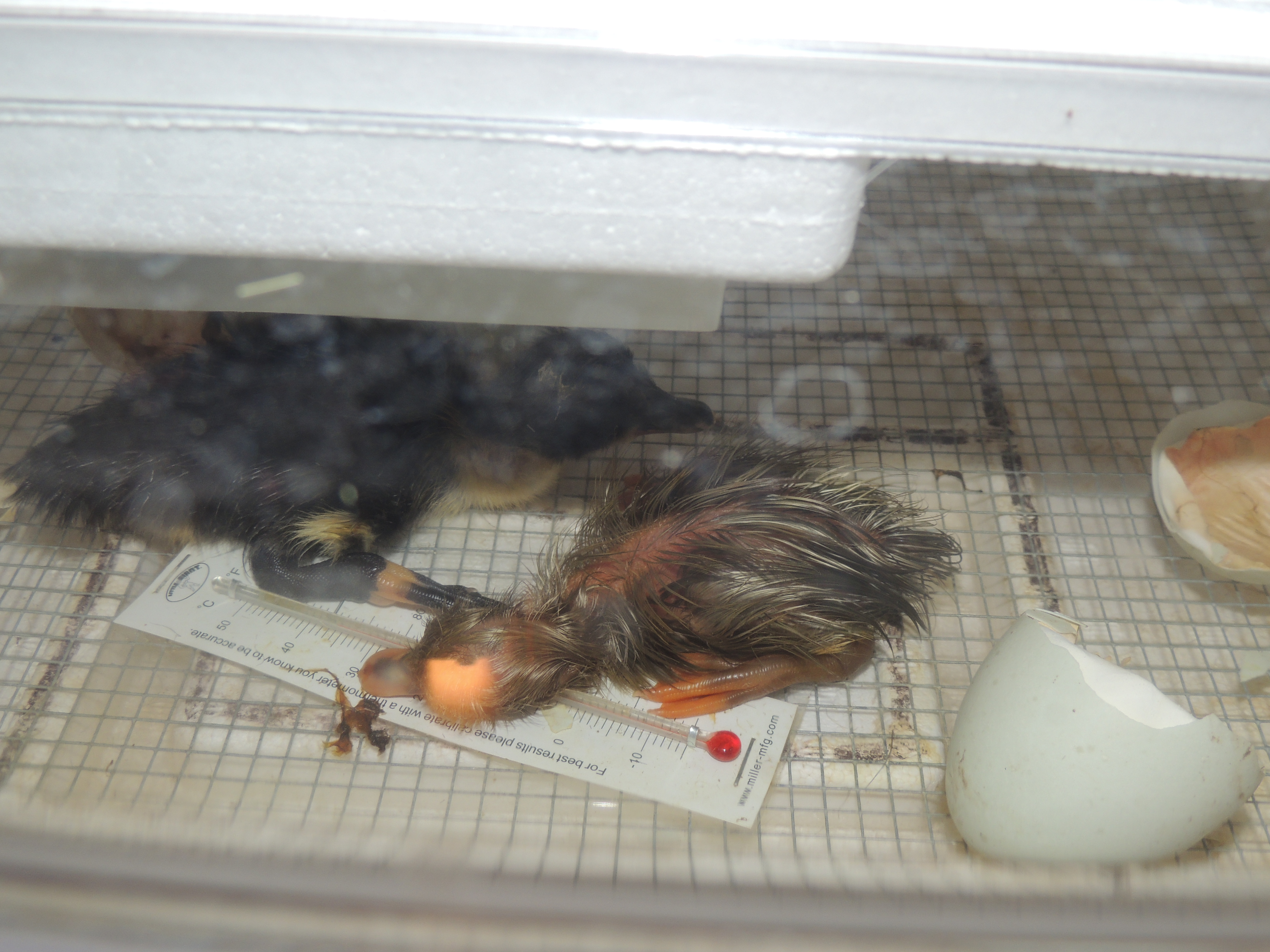 2 ducks from my flock hatch