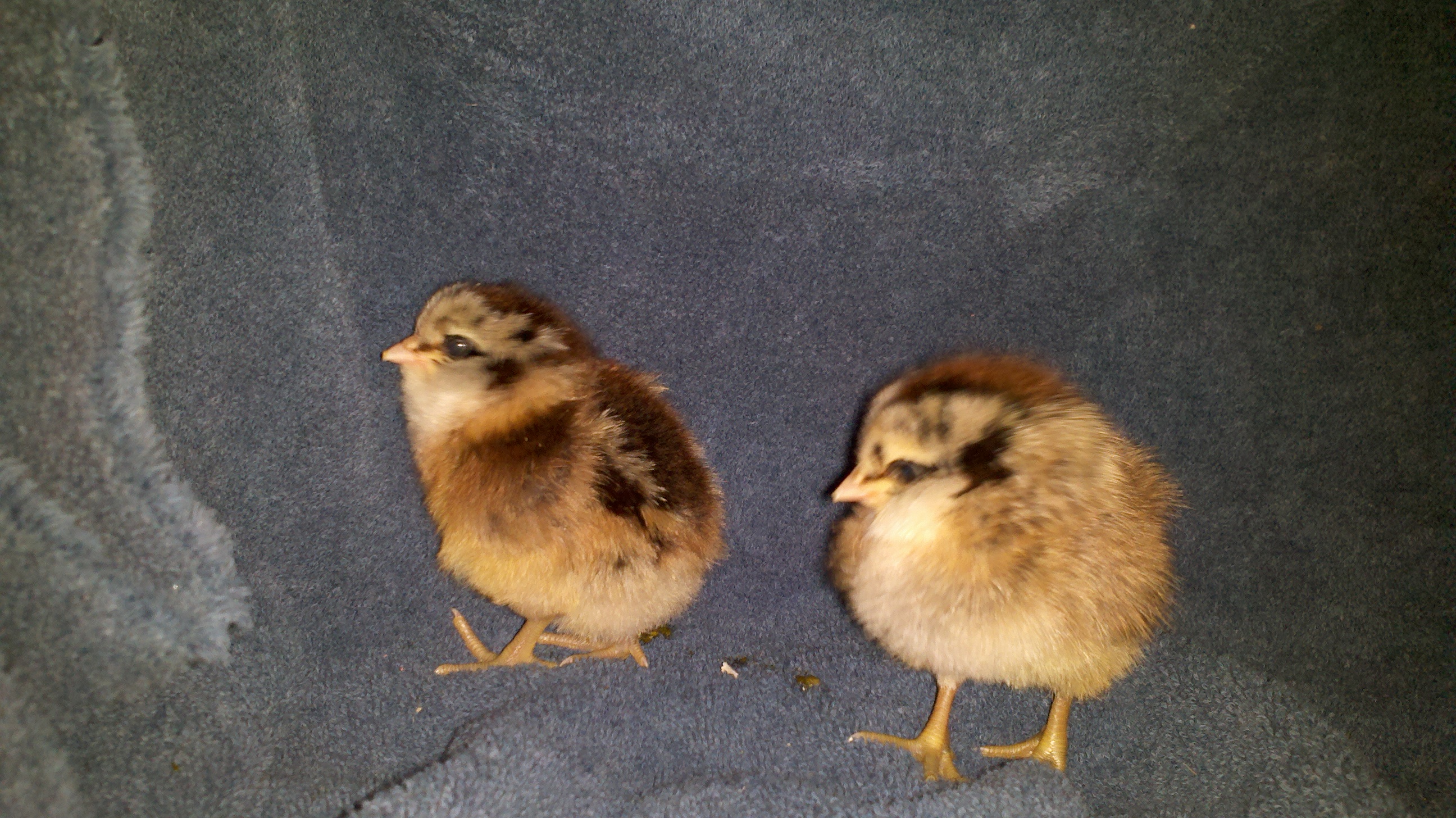 2 Easter Eggers, check out those fluffy cheeks