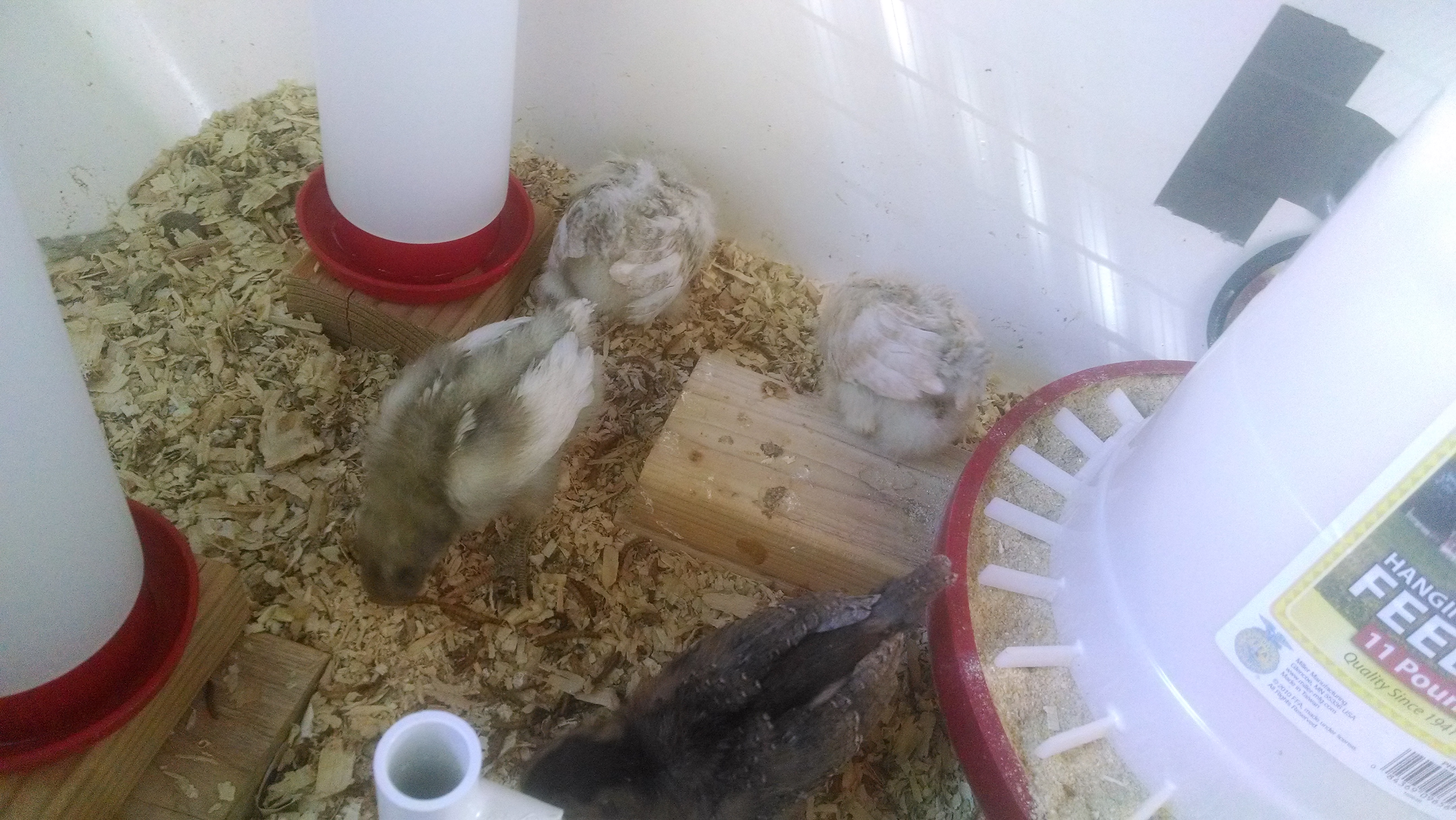 2 Easter Eggers in the back
white Jersey Giant middle
Welsummer up front