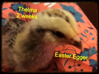2 Easter Eggers Names are: Thelma & Louise