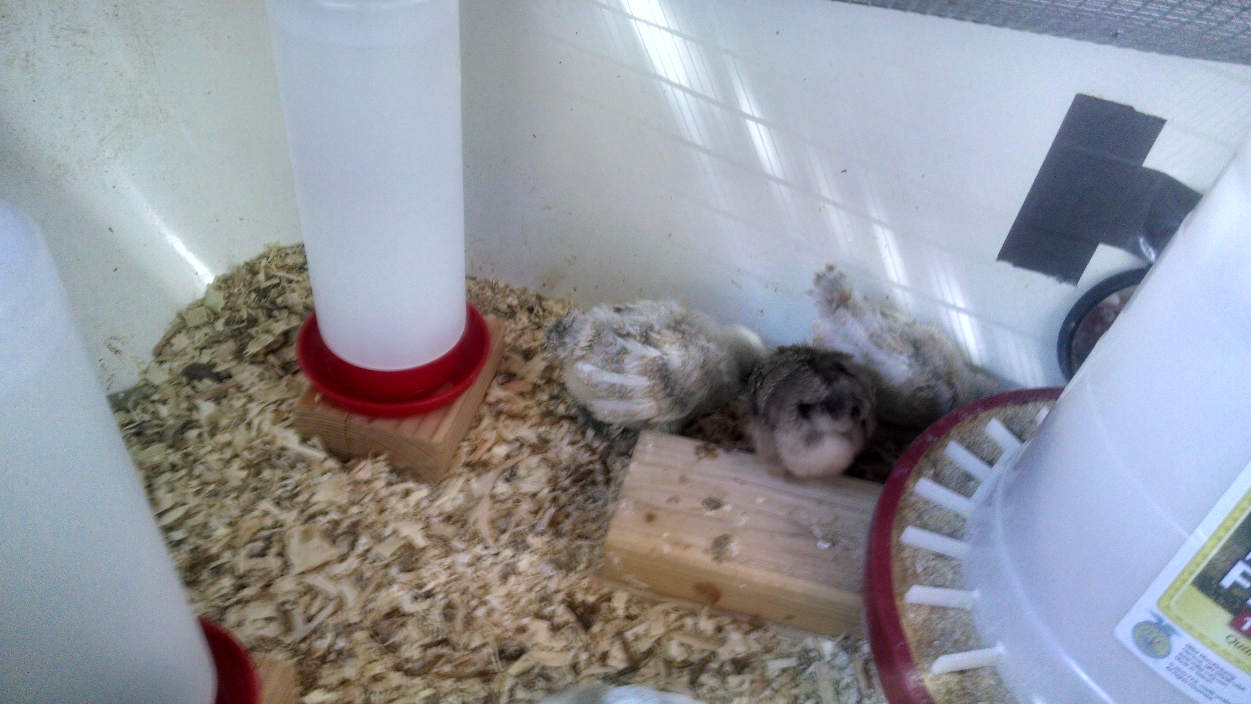 2 Easter Eggers with a Welsummer in between